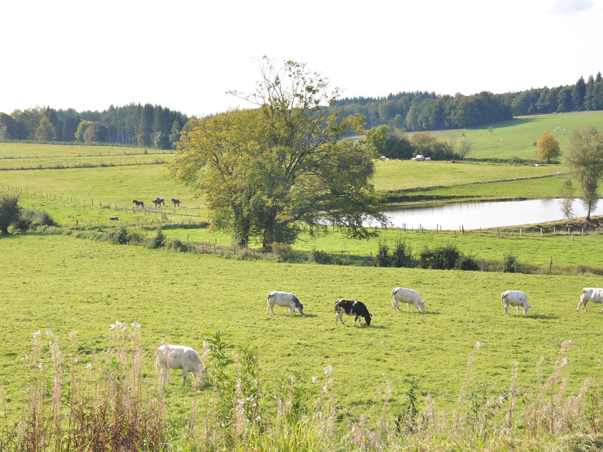 9-persoons vakantiehuis Likthuus met terras in Bièvre - foto 24