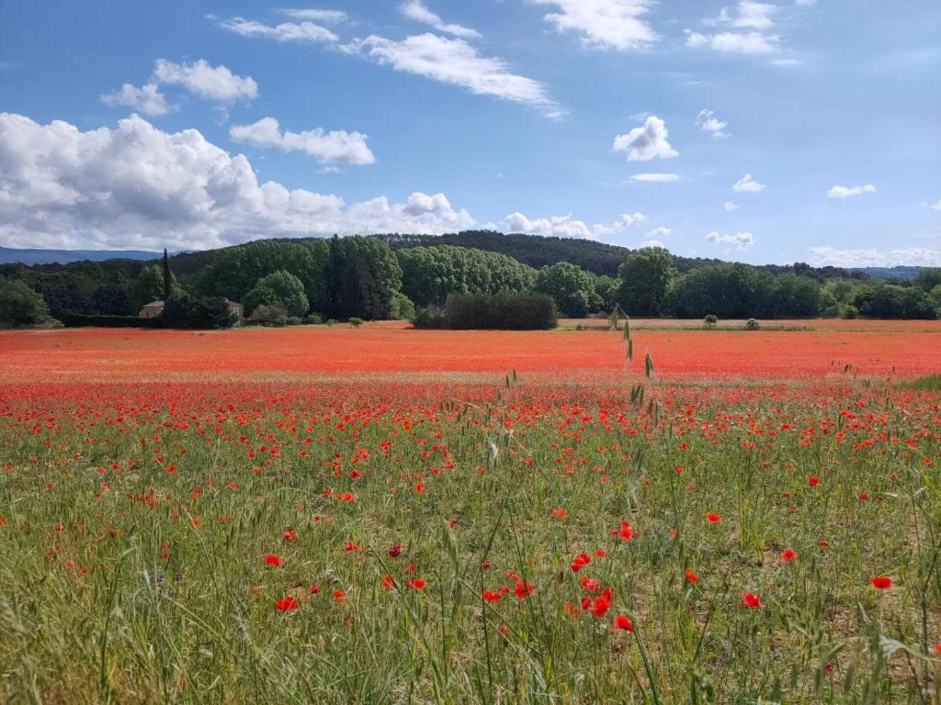 Provençaals vakantiehuis voor 4 personen bij Gordes met zwembad - foto 31