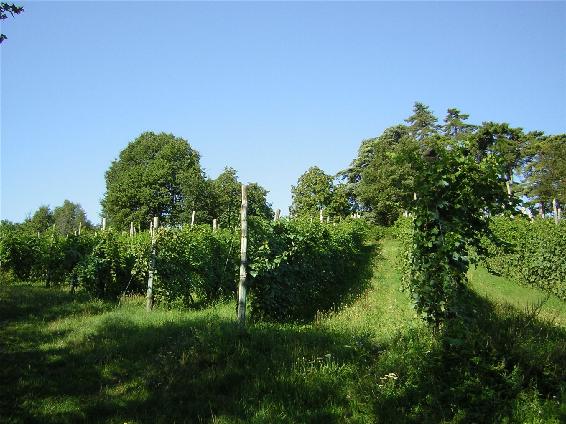 Authentiek appartement op Toscaans-Emiliaanse boerderij met bos, golf en balsamico-traditie - foto 15