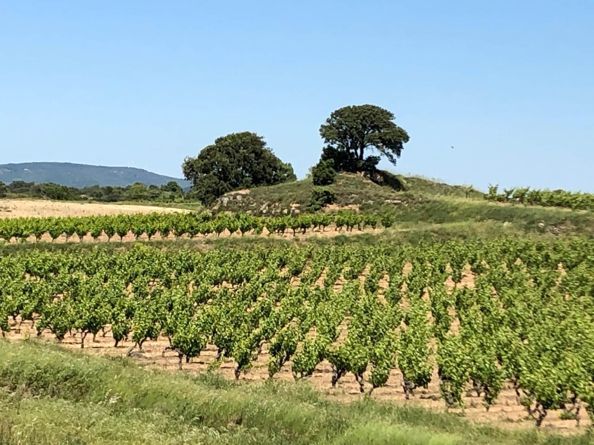 Villa Le Cabernet: Rustige villa met zwembad in Montbrun-des-Corbières - foto 27