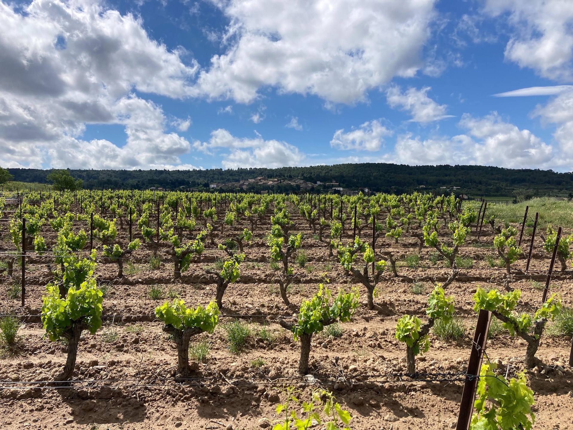 Villa Le Cabernet: Rustige villa met zwembad in Montbrun-des-Corbières - foto 34
