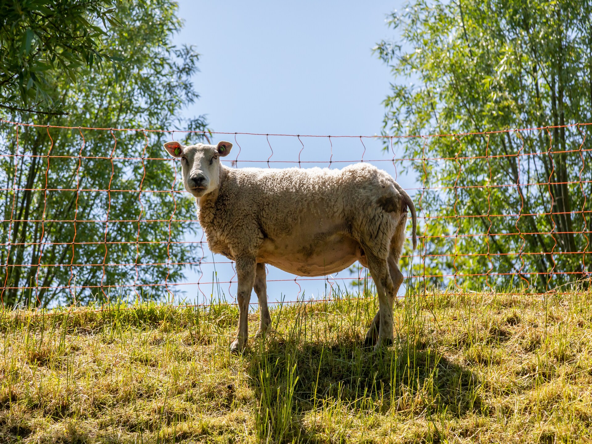 Vrijstaand vakantiehuis aan Veerse Meer met tuin en golfbaan - foto 26