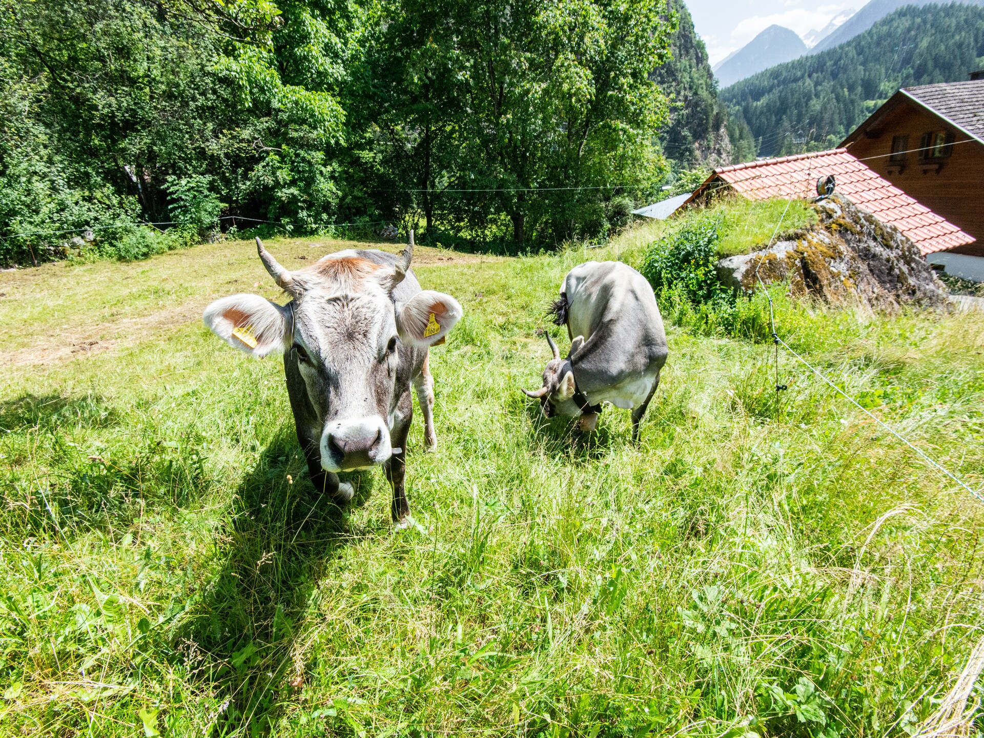 10-persoons vakantiehuis in Ötz op 300m van de piste - foto 31