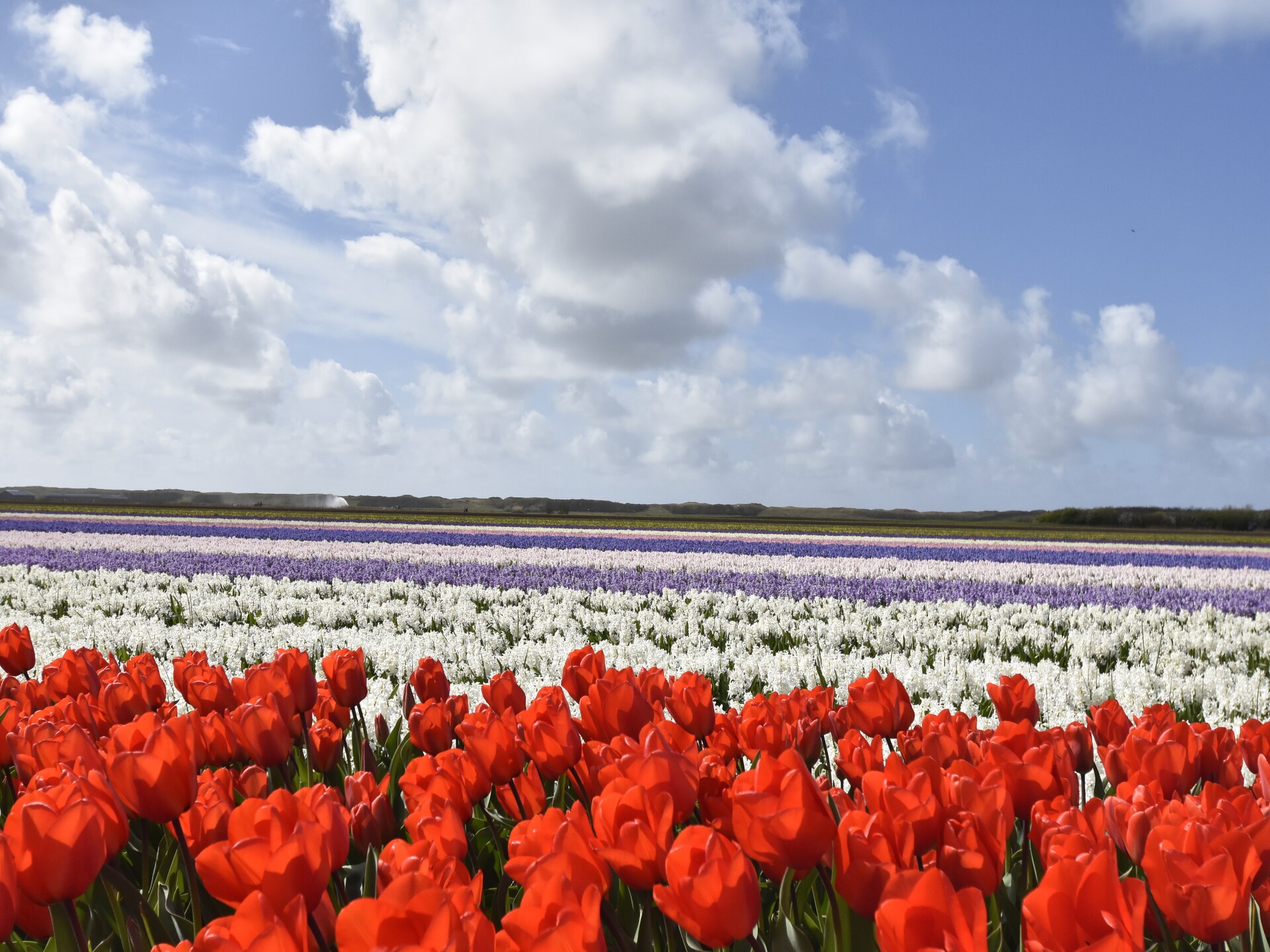 Landelijke bungalow bij zee met hondvriendelijk bos in Warmenhuizen - foto 31