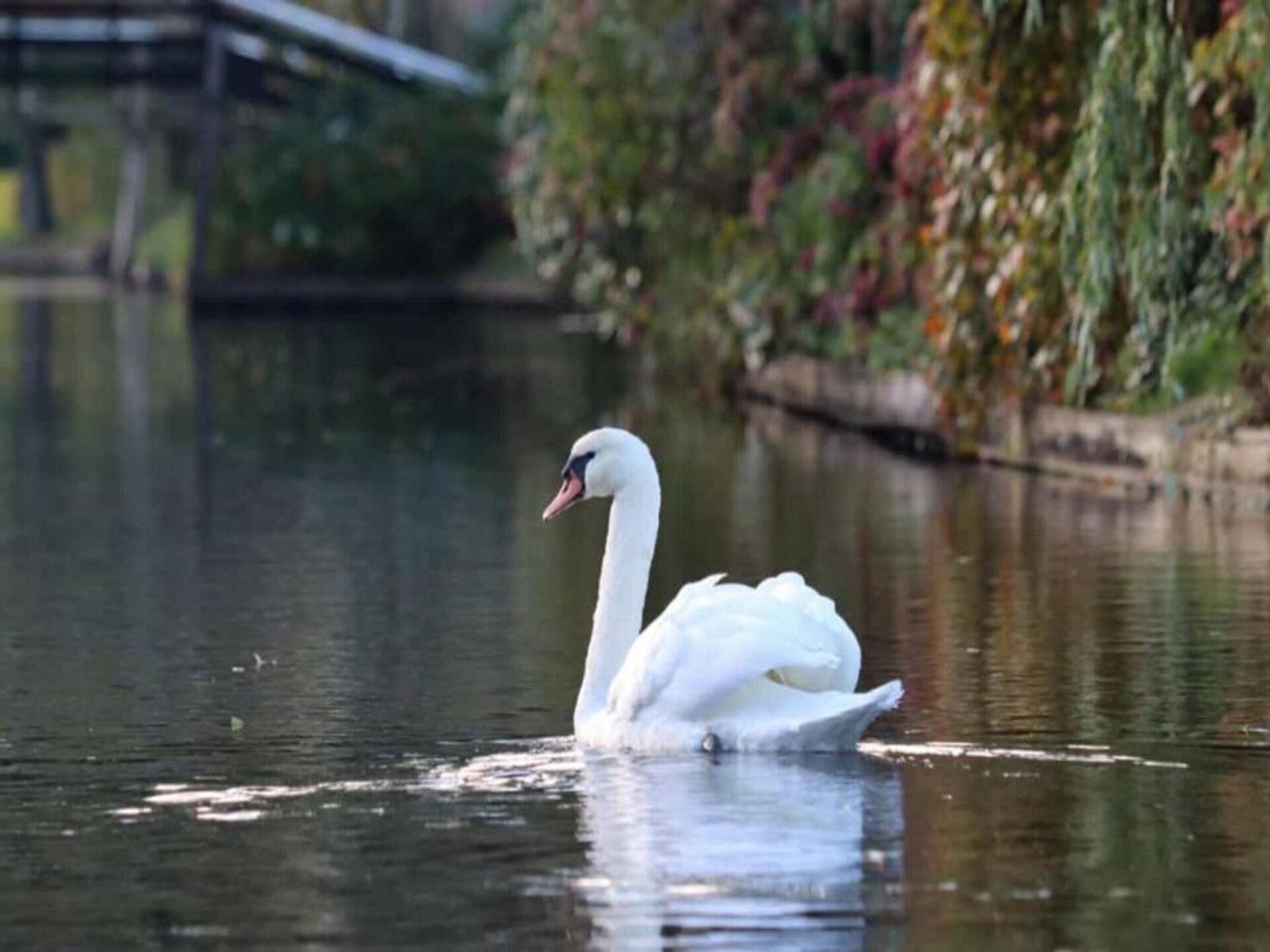 Knus vakantiehuisje in Dwarsgracht, op steenworp afstand van Giethoorn - foto 38