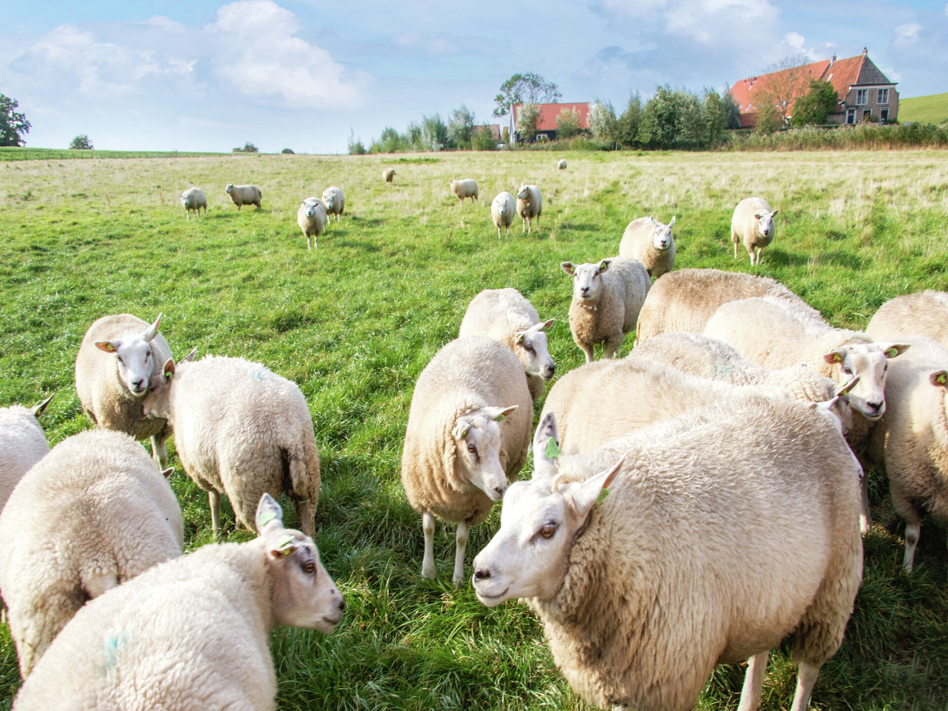Stijlvol chalet aan de Oosterschelde met privéterras en sfeerhaarden - foto 13