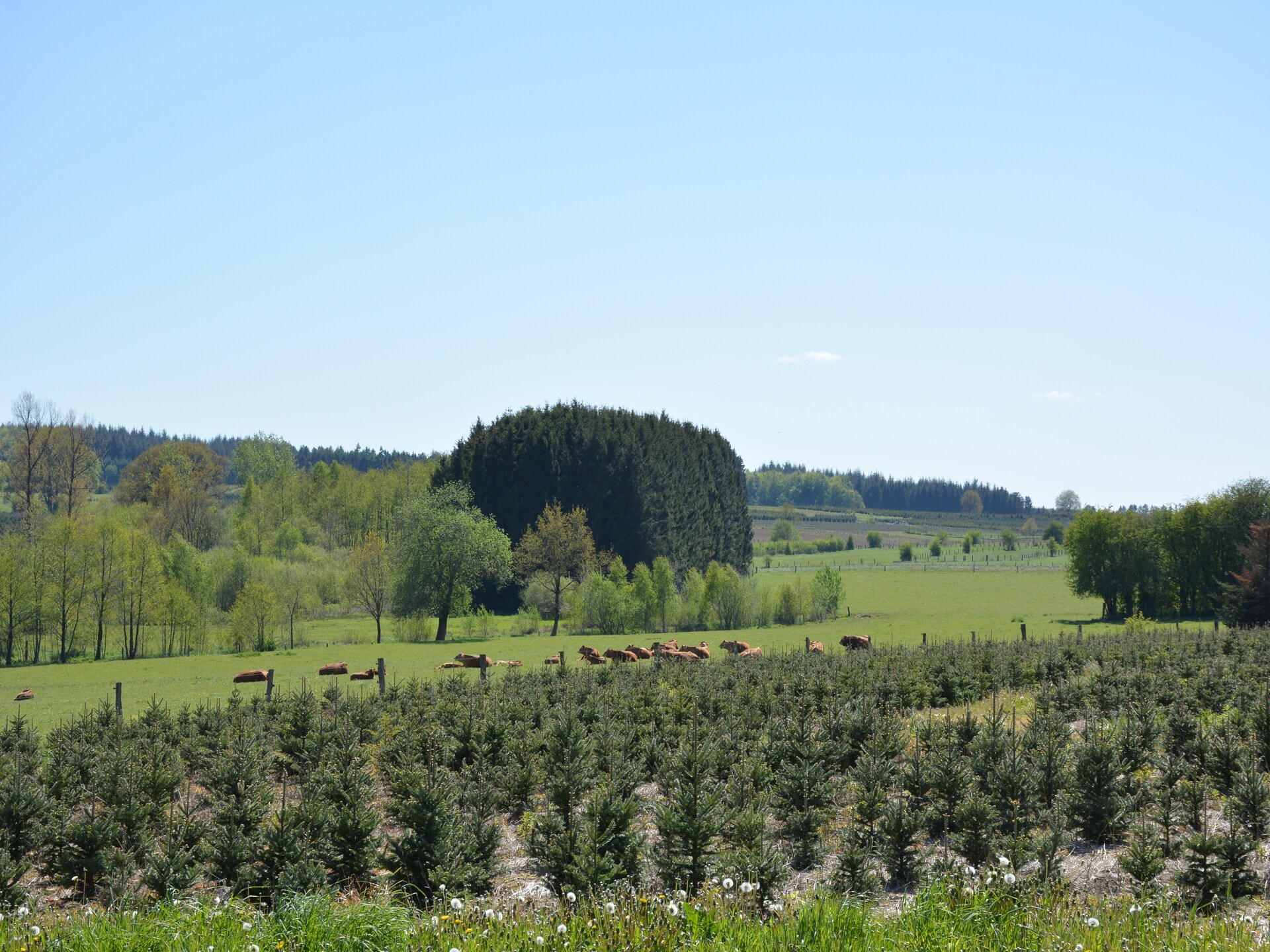 Landhuis La Pépinière: 8-persoons vakantiehuis aan de bosrand bij Saint-Hubert - foto 25
