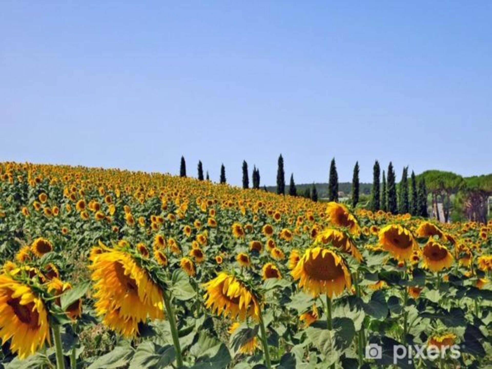Gelijkvloers Toscaans vakantiehuis met privétuin en zwembad in Lucignano - foto 37