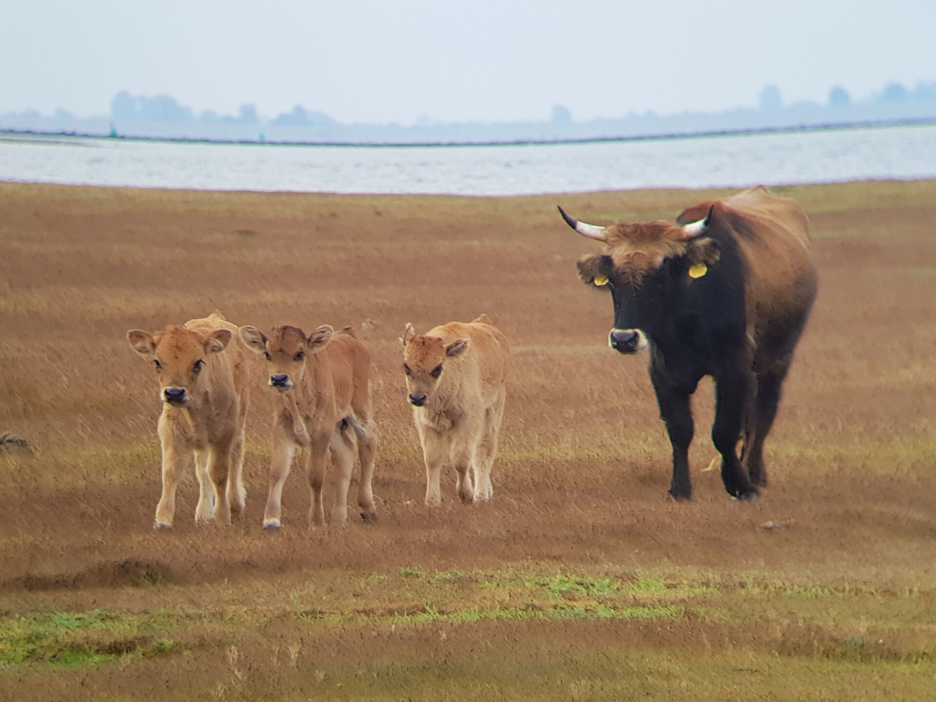 Vrijstaande duurzame bungalow bij natuurgebied, 6 personen, Zuid-Holland - foto 10