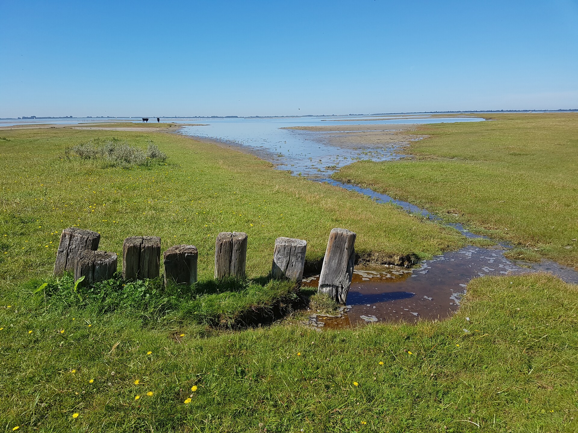 Vrijstaande duurzame bungalow bij natuurgebied, 6 personen, Zuid-Holland - foto 11
