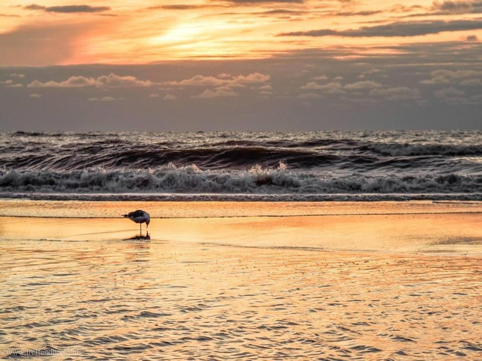 Noordzee: Intiem appartement in bosrijke duinen, 800m van het strand - foto 35