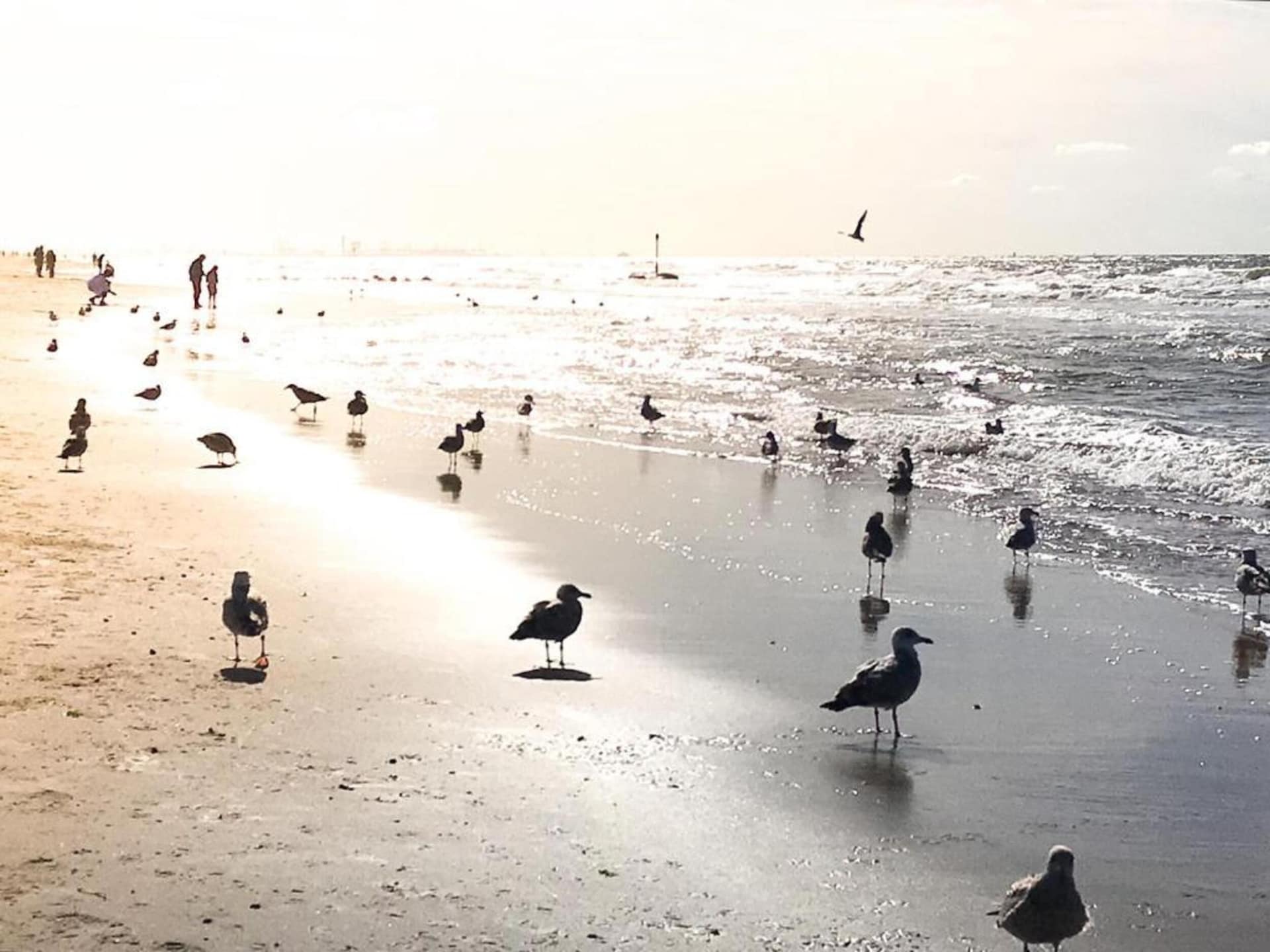 Noordzee: Intiem appartement in bosrijke duinen, 800m van het strand - foto 36