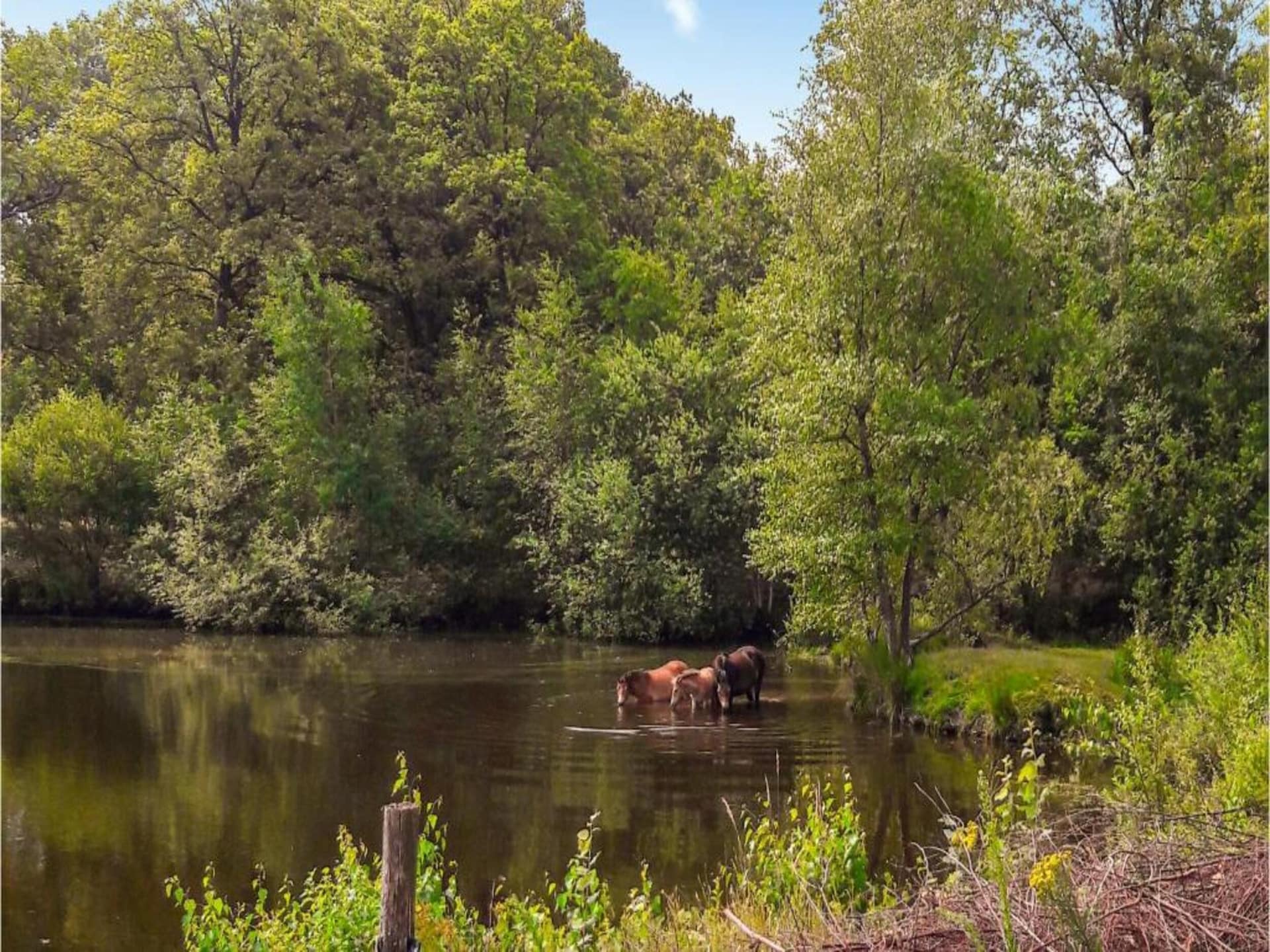 Vrijstaande bungalow voor 6 personen op Vakantiepark Weerterbergen - foto 30
