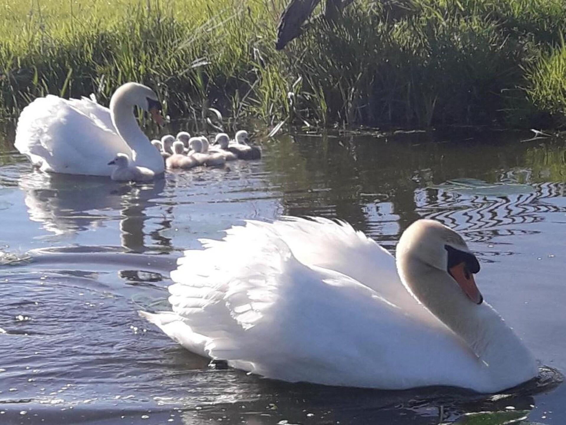 Waterhuisje aan het meer in Friesland voor 4 personen - foto 32