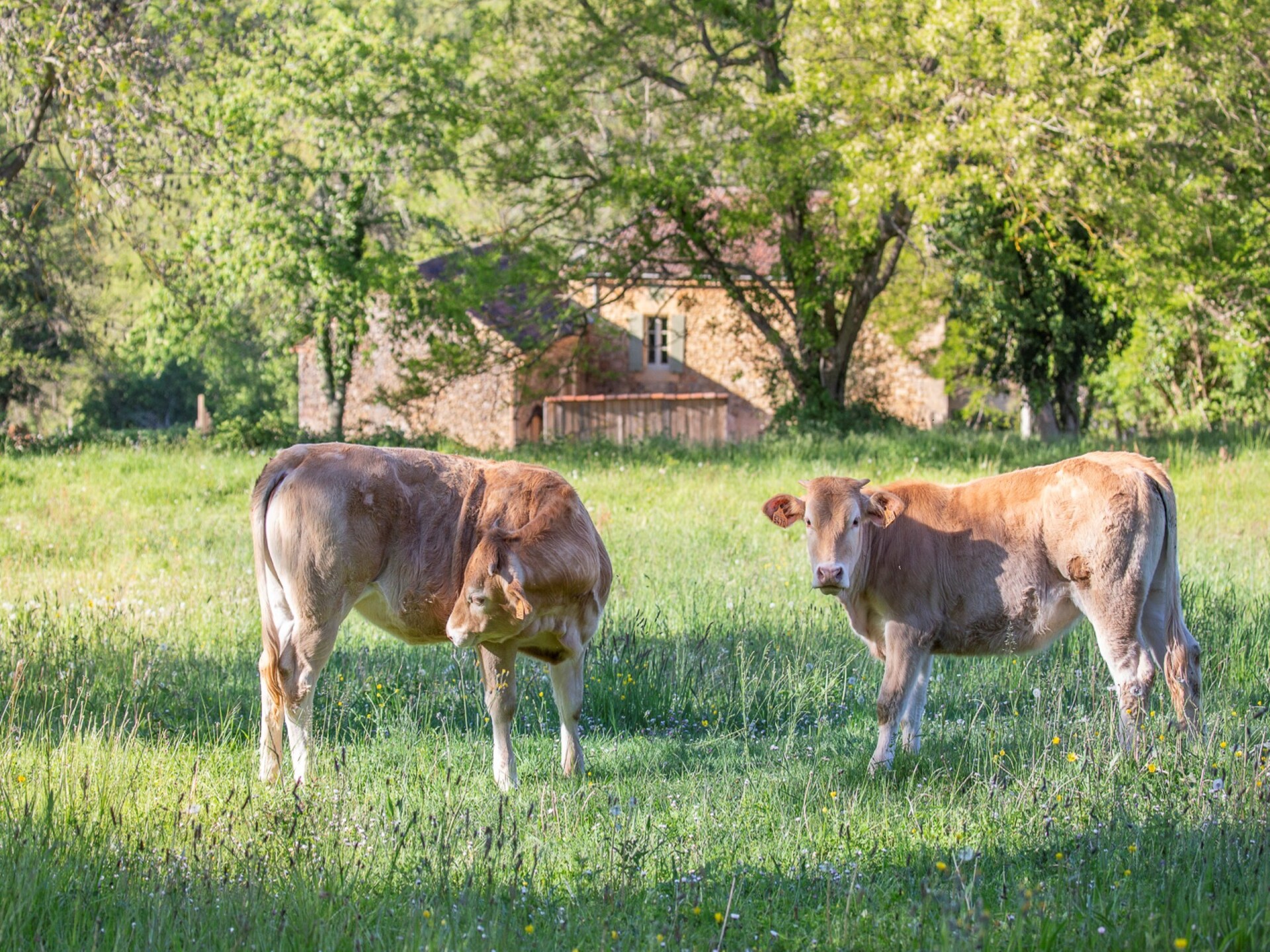 Landelijk vakantiehuis met bubbelbad en tuin nabij Loubejac - foto 34