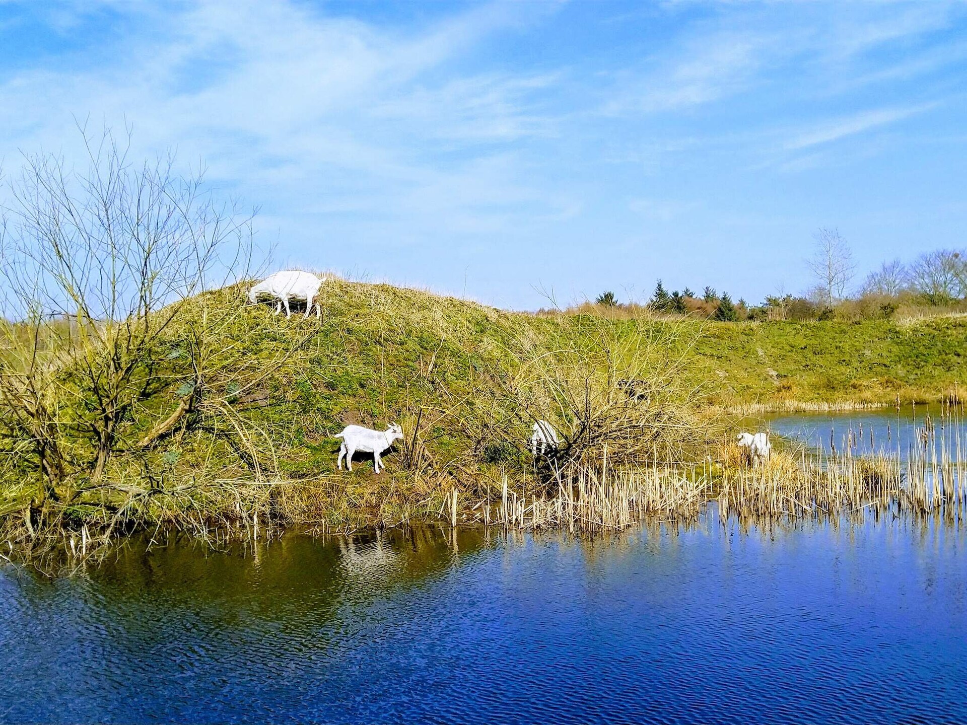 Kindvriendelijk vakantiehuis bij Hee met zwembad en visvijver, vlakbij Ringkøbing - foto 16