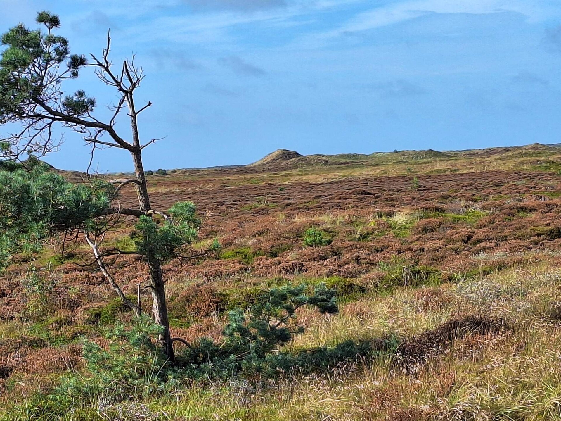 Vrijstaand rietgedekt vakantiehuis met sauna op groot natuurperceel, Rømø - foto 7