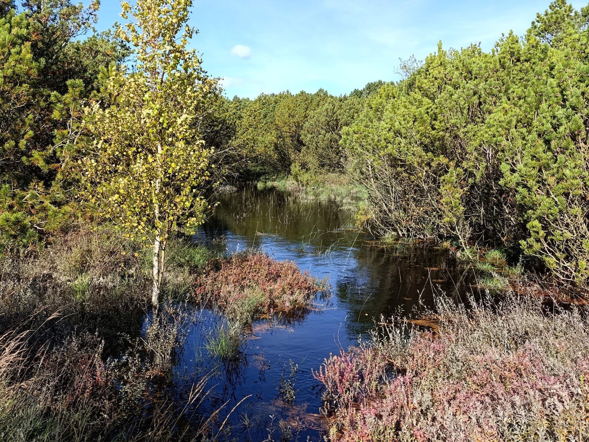 Vrijstaand rietgedekt vakantiehuis met sauna op groot natuurperceel, Rømø - foto 11