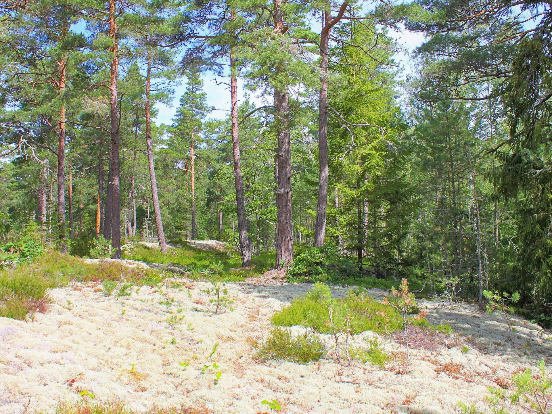 Authentieke Zweedse stuga aan bosrand, 500m van Vänermeer - foto 13
