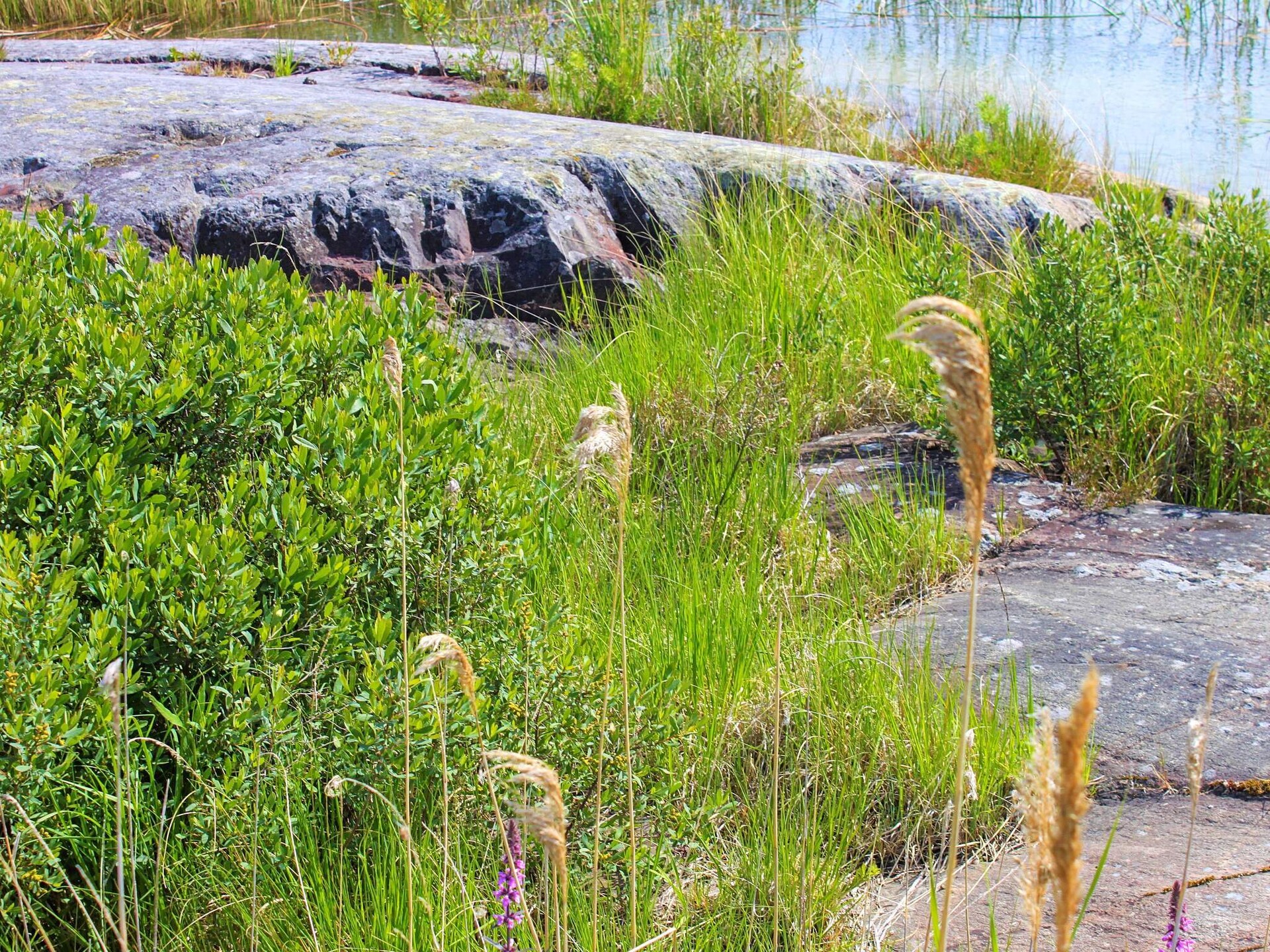 Authentieke Zweedse stuga aan bosrand, 500m van Vänermeer - foto 16