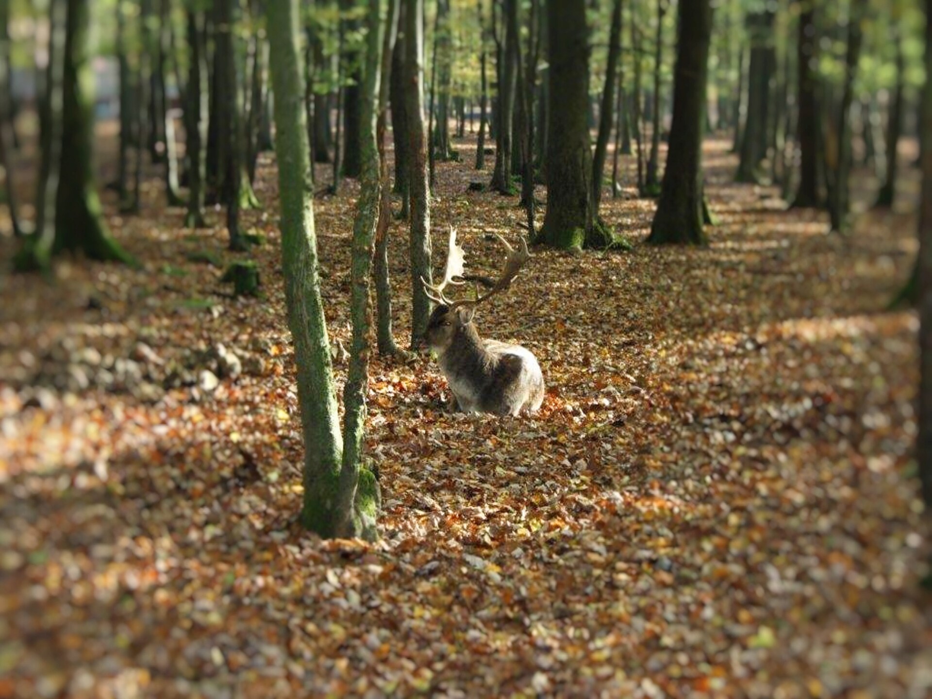 Gerenoveerd vakantiehuis in het bos bij Großalmerode voor 8 personen - foto 29