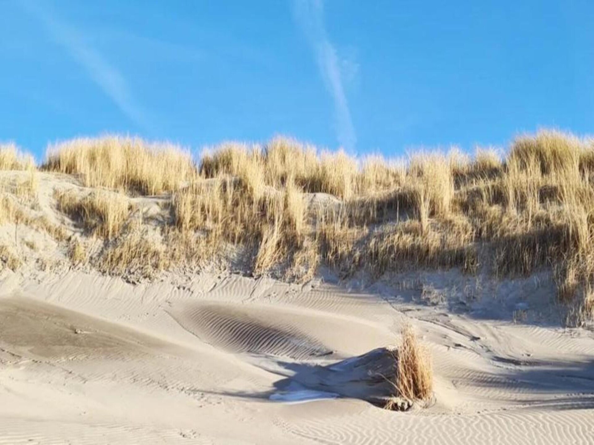 Safaritent Vlugtenburg Beach: luxe kamperen aan de Zuid-Hollandse kust - foto 25