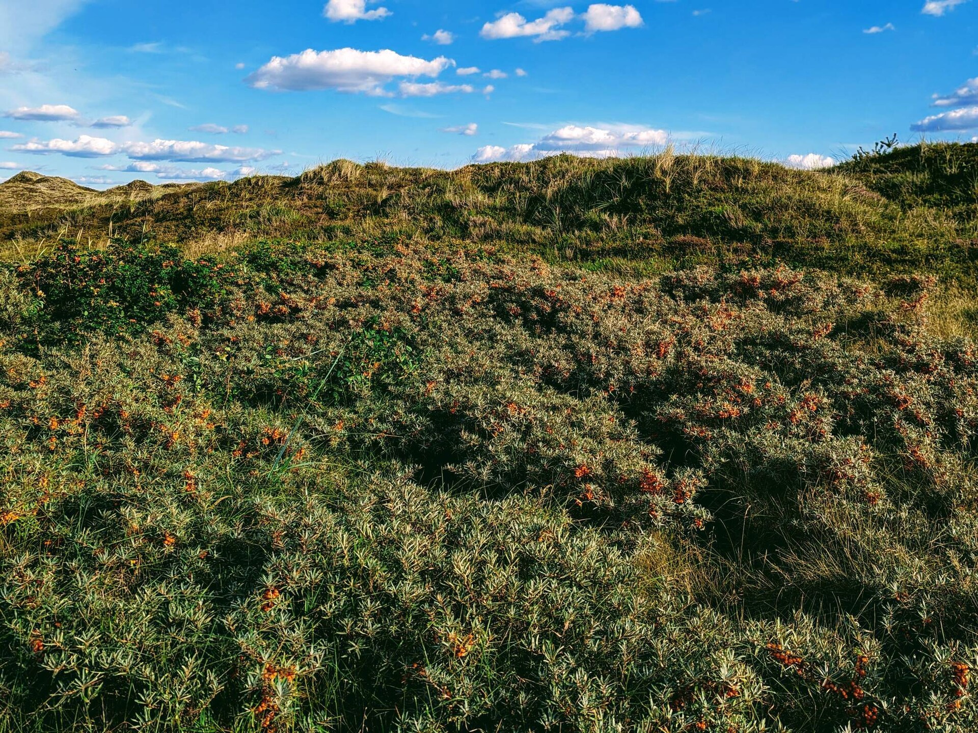 Gezellig Deens blokhuis in bosrijke omgeving bij Nørre Nebel - foto 14
