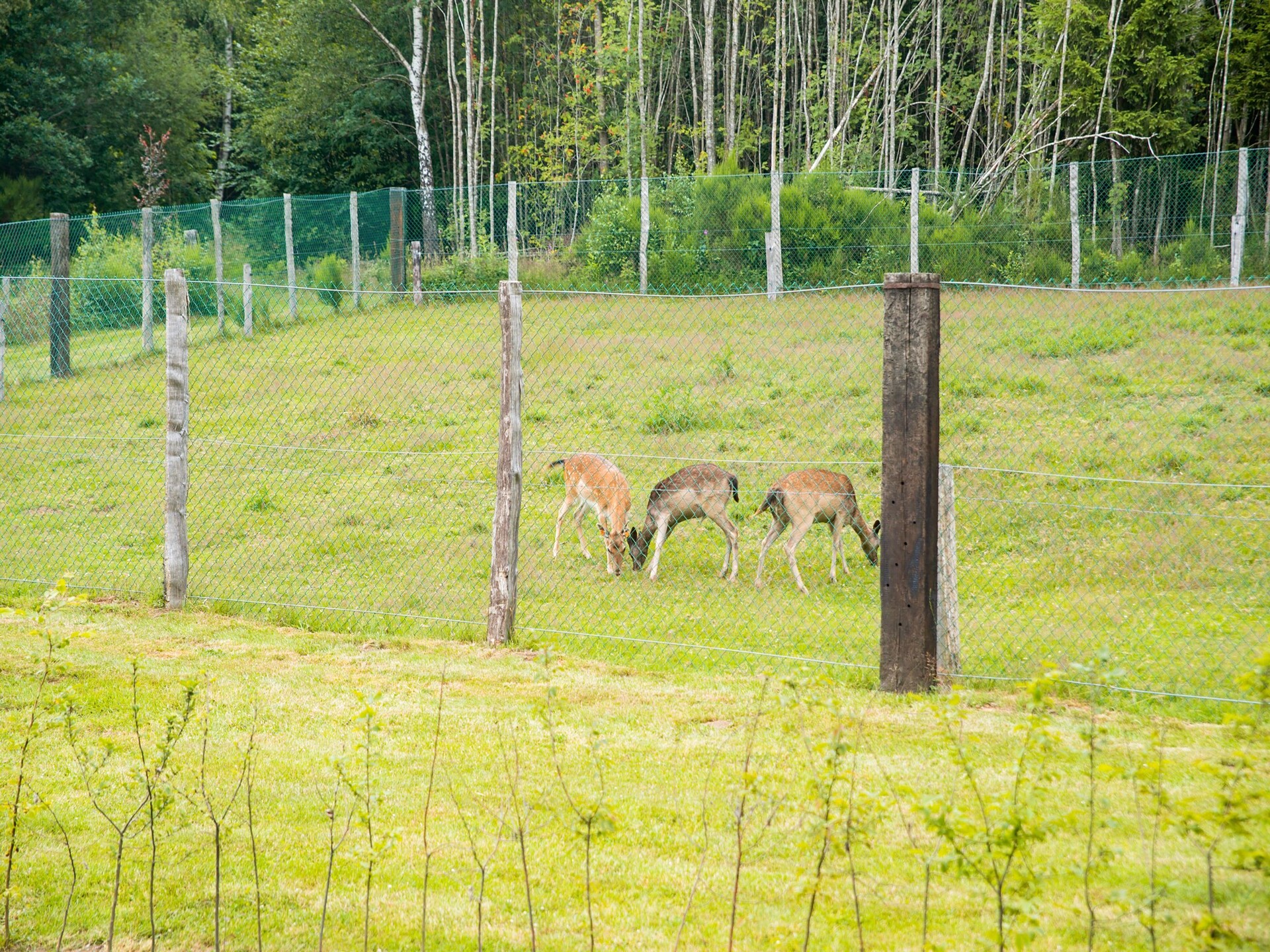 Chalet Rogery 64: vrijstaand in het bos bij Gouvy voor 4 personen - foto 16
