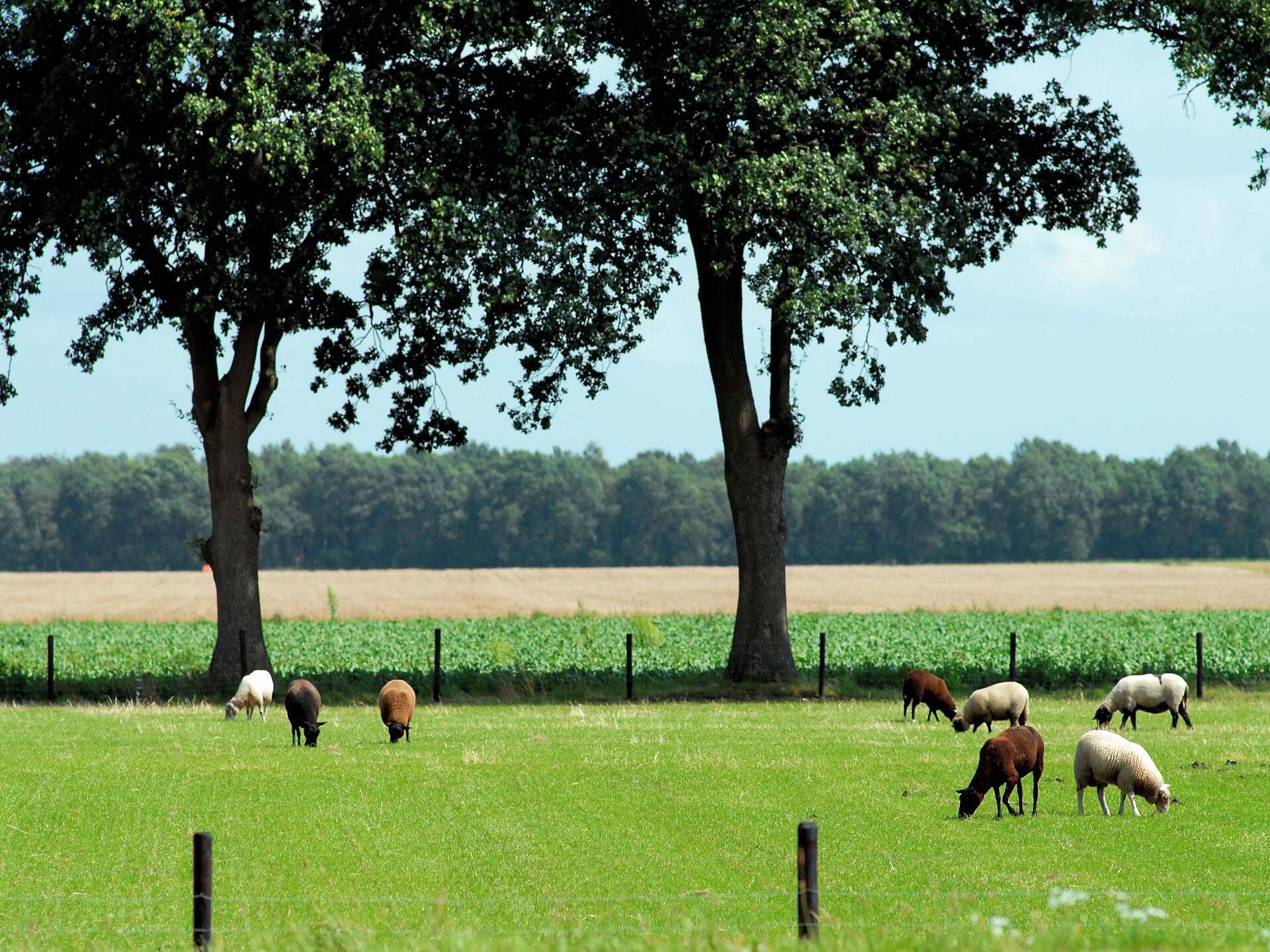 Gerestylde vakantiewoning met open haard op autovrij park in Drenthe - foto 26