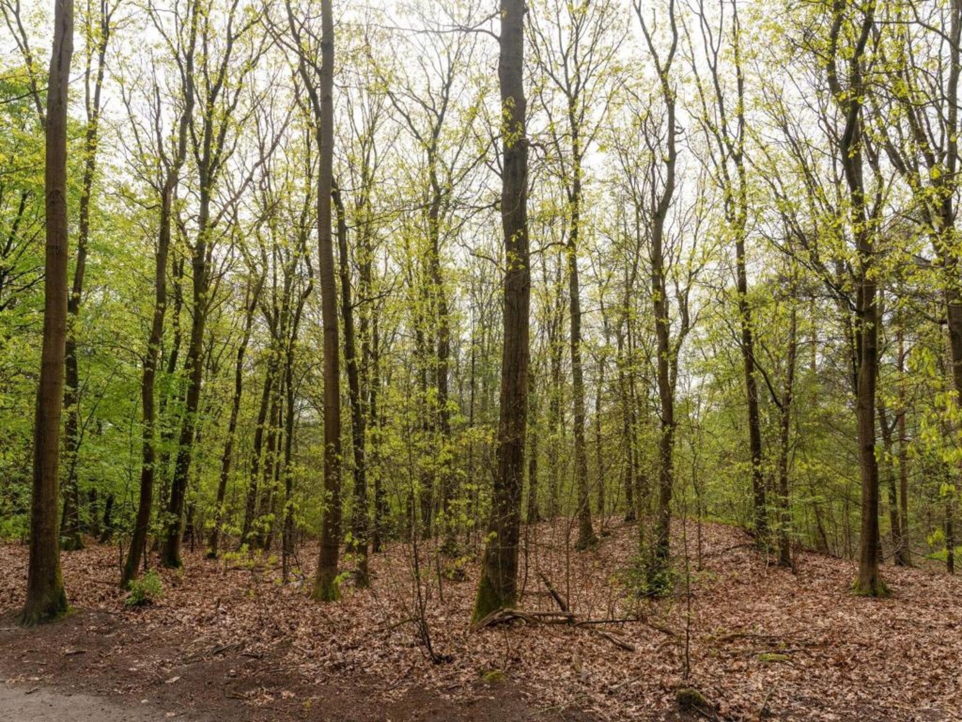 Landgoed De IJsvogel 8: stijlvol vakantiehuis aan het water in Voorthuizen - foto 29