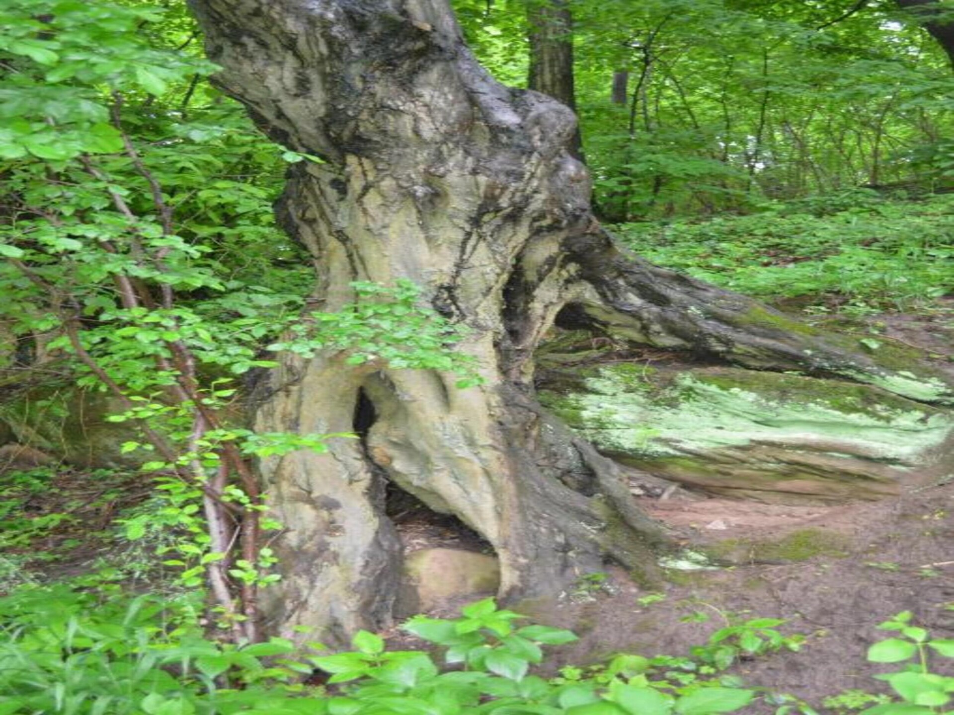 Vrijstaand boshuis met omheinde tuin bij Naumburg - foto 36