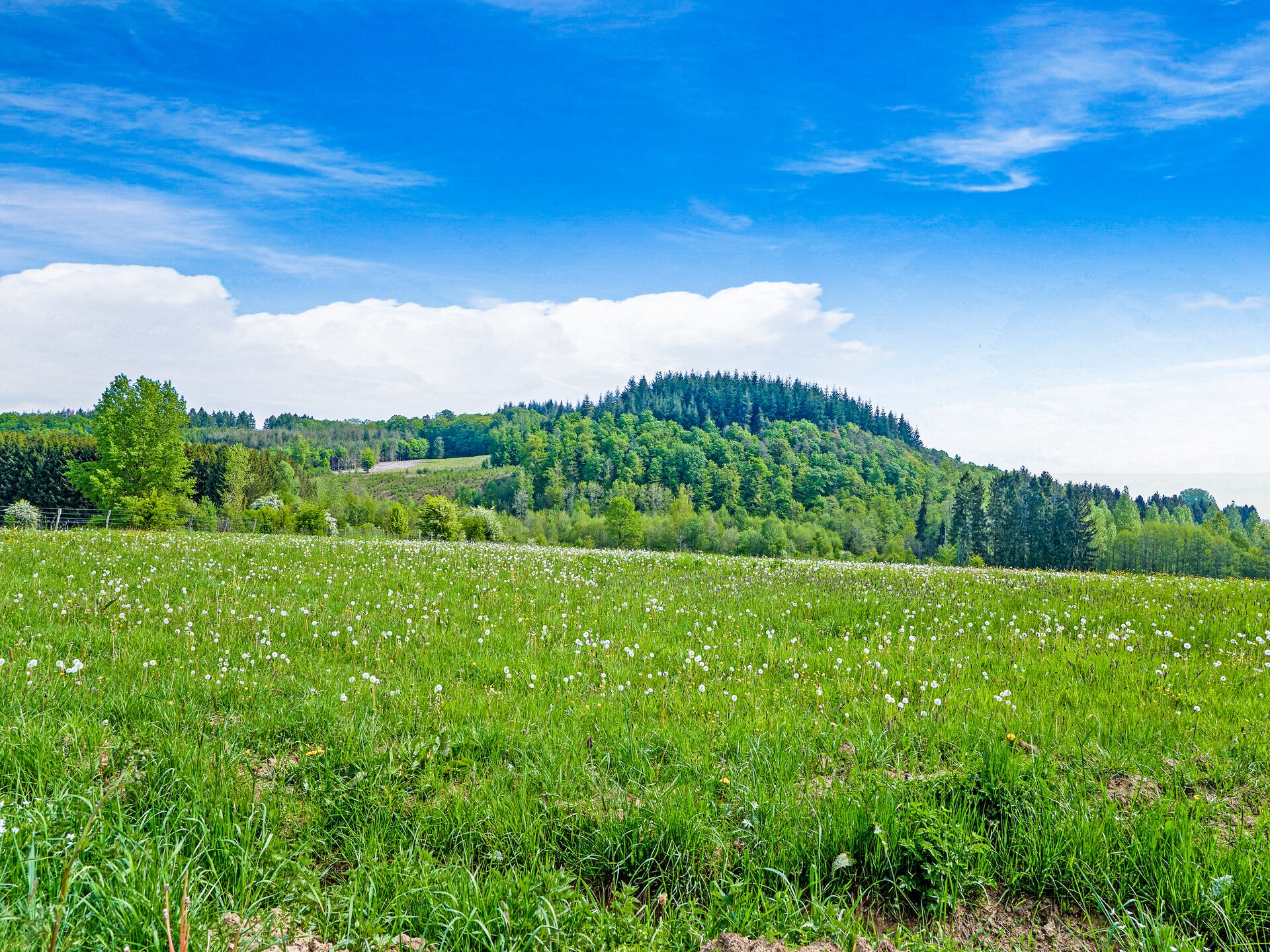 Landhuis Les Bisons de l'Eden: 12-persoonsvakantie in de Ardennen - foto 32
