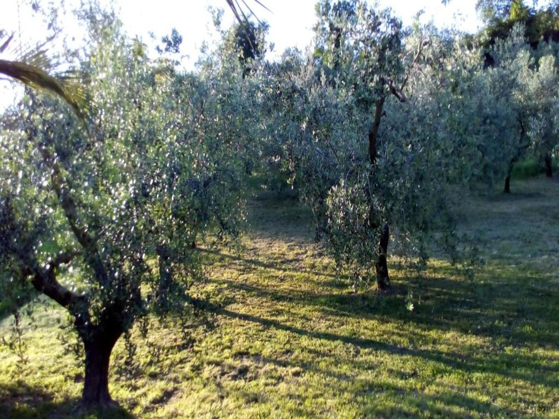 Villa Vanessa Coccinella: Rustig vakantiehuis in Fano - foto 35