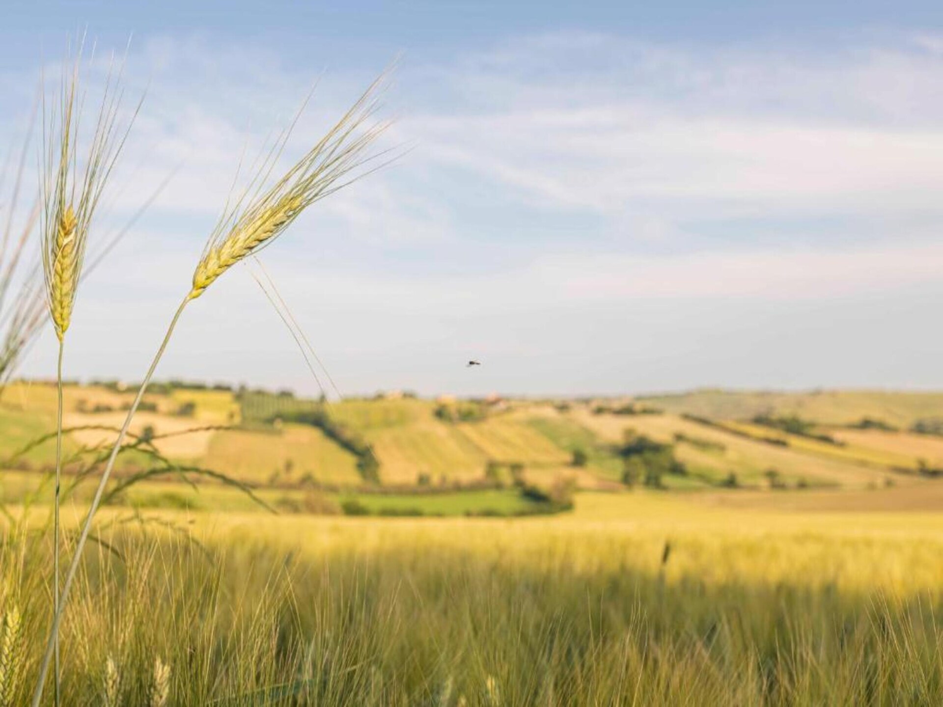Authentiek vakantiehuis op het platteland van Le Marche met gedeeld zwembad - foto 25
