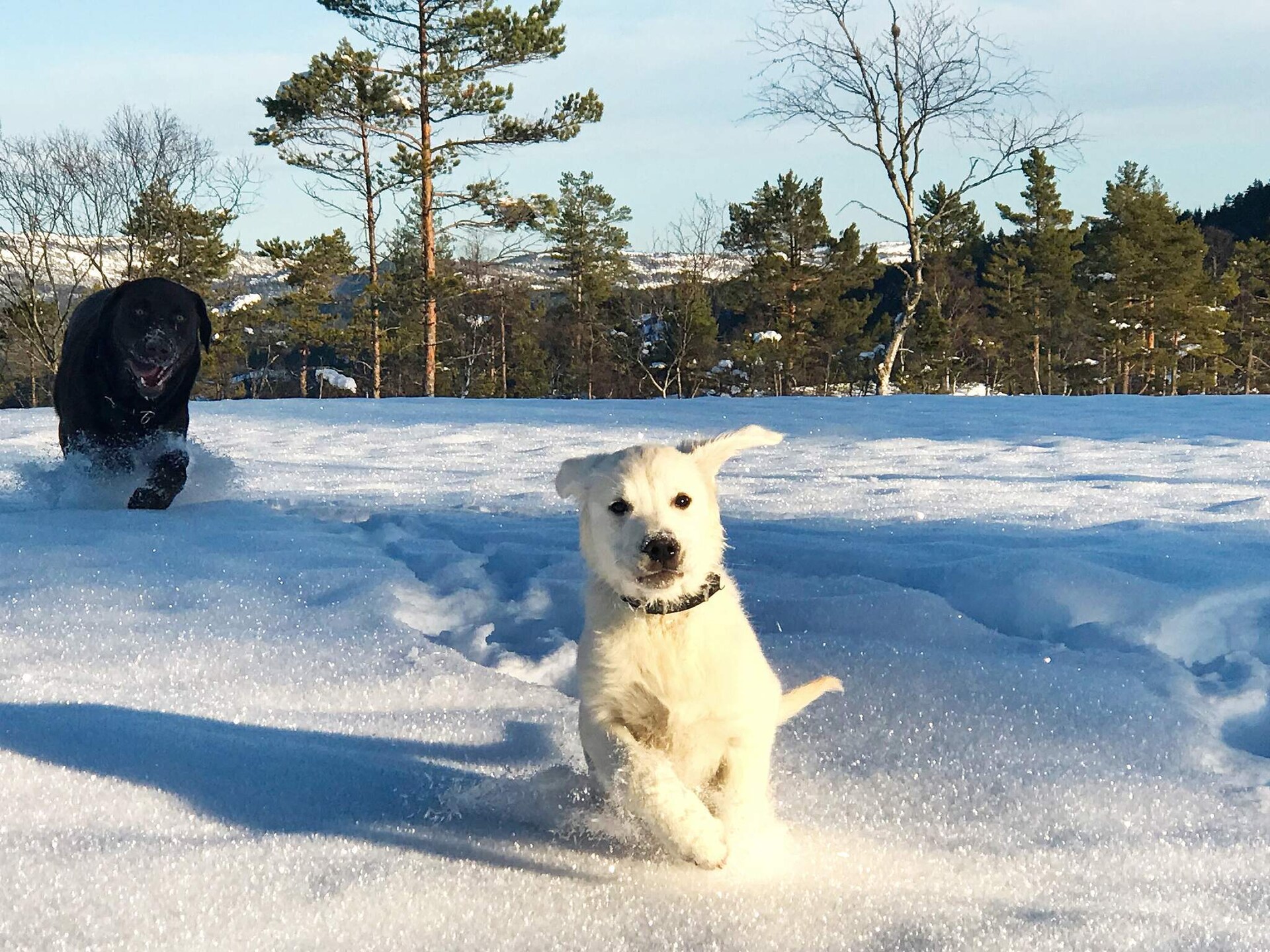 Panoramisch vakantiehuis voor 15 personen met sauna, direct aan de skipiste bij Treungen - foto 6