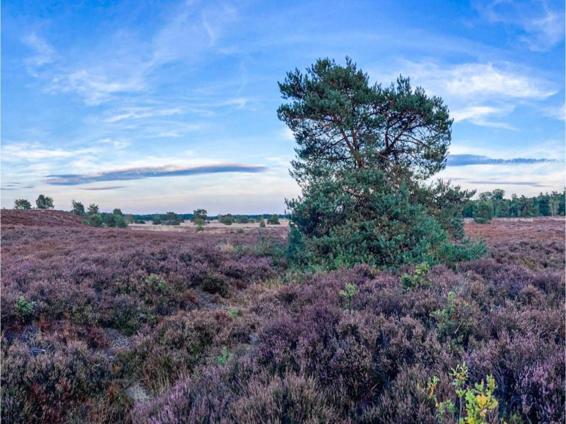 Vrijstaand vakantiehuis op de Veluwe met ruime tuin, 5 pers. - foto 38