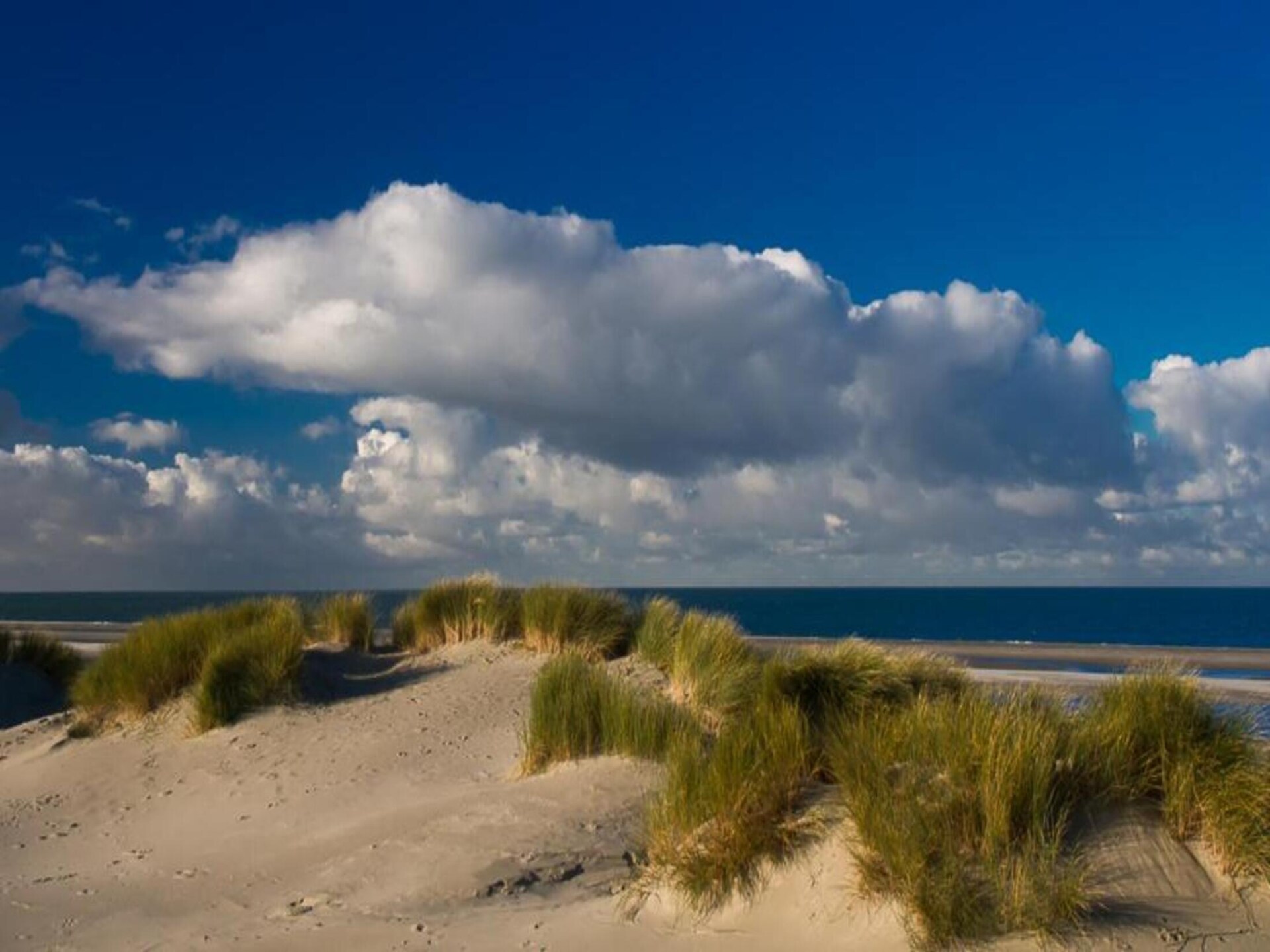 Fort den Haak – Knus chalet voor 4 personen met hond, op 300m van het strand - foto 33