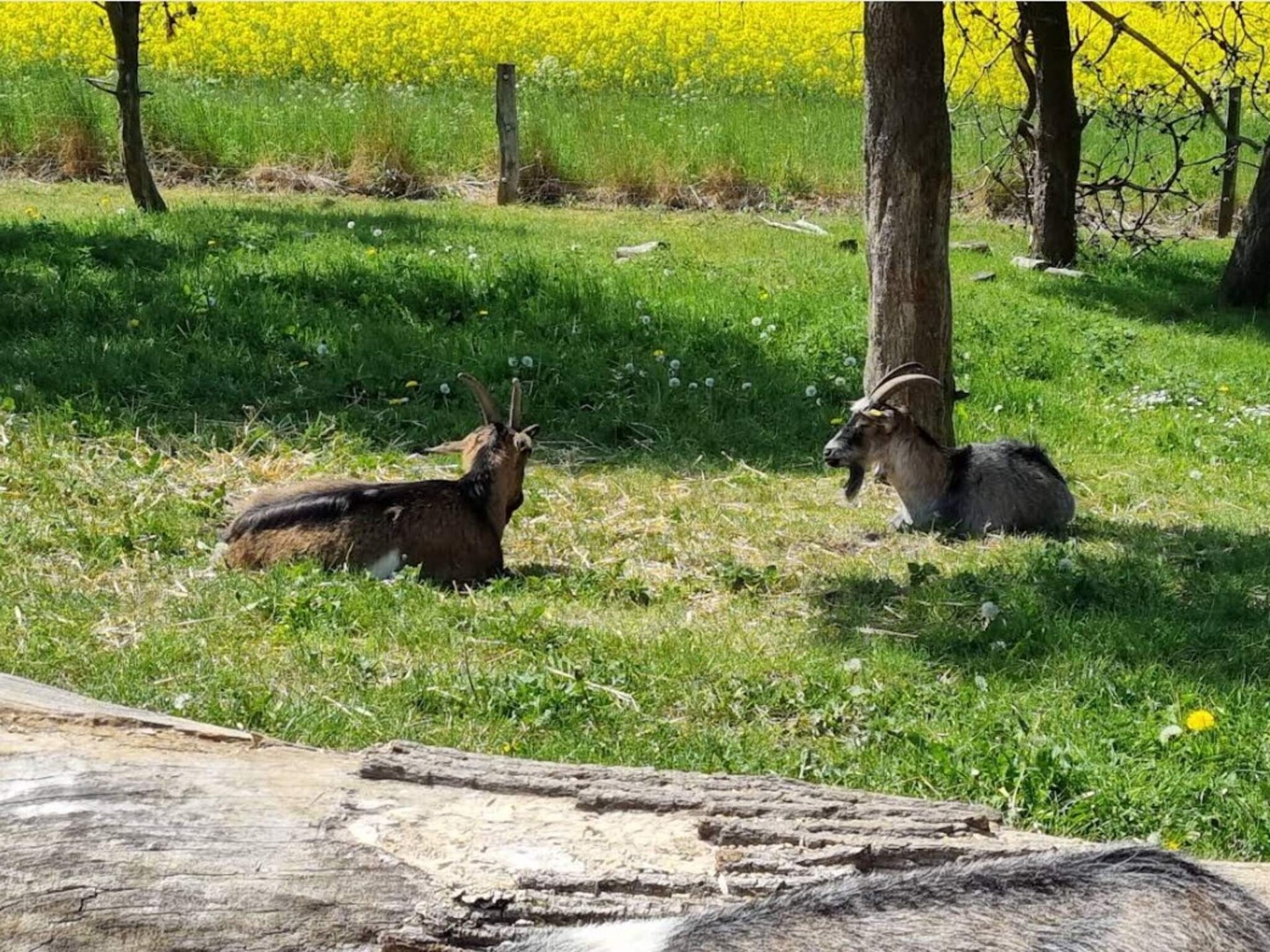 Vrijstaand kusthuis op 20 meter van zee met open haard in Jægerspris - foto 2