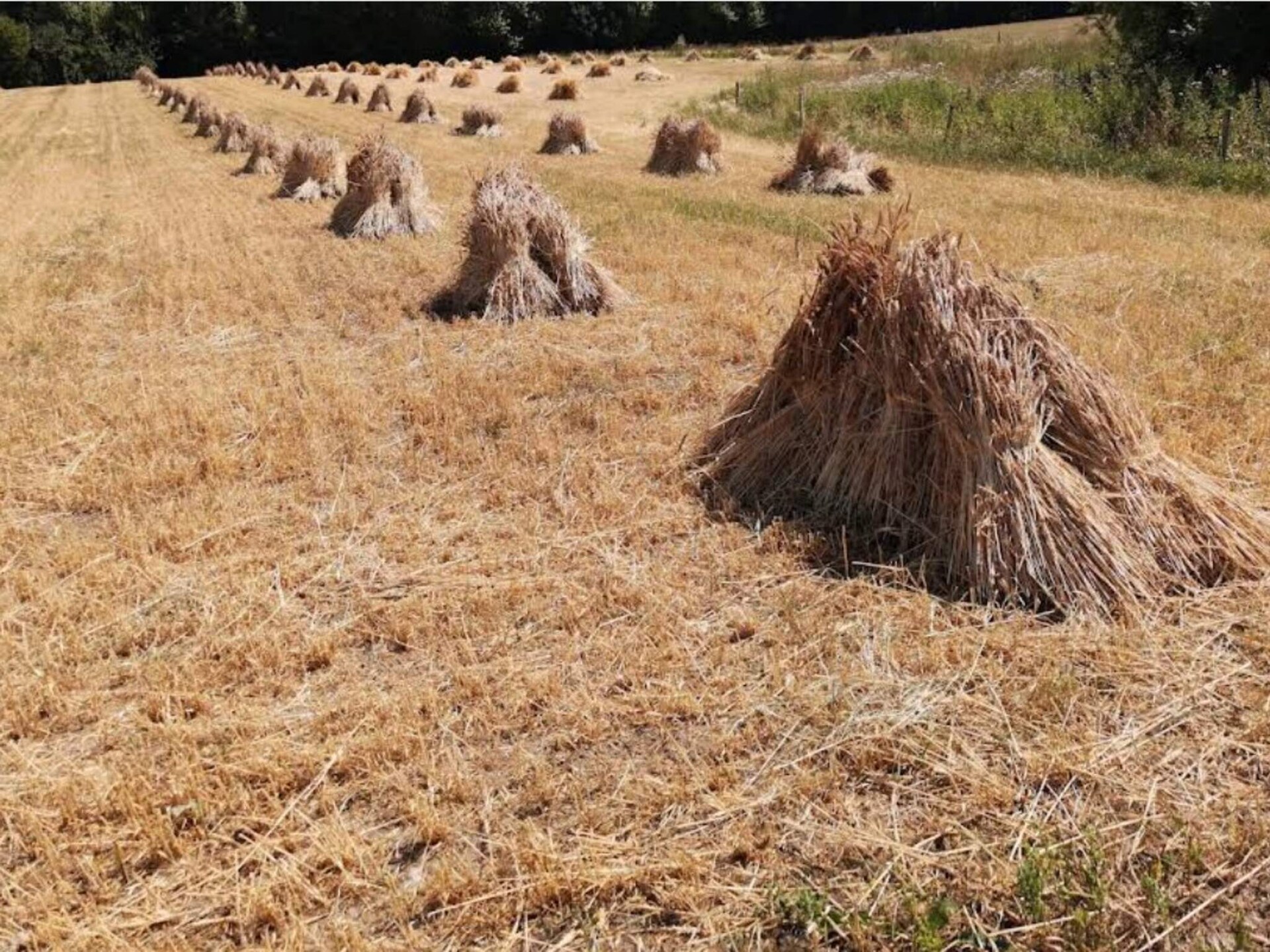 Vrijstaand kusthuis op 20 meter van zee met open haard in Jægerspris - foto 5