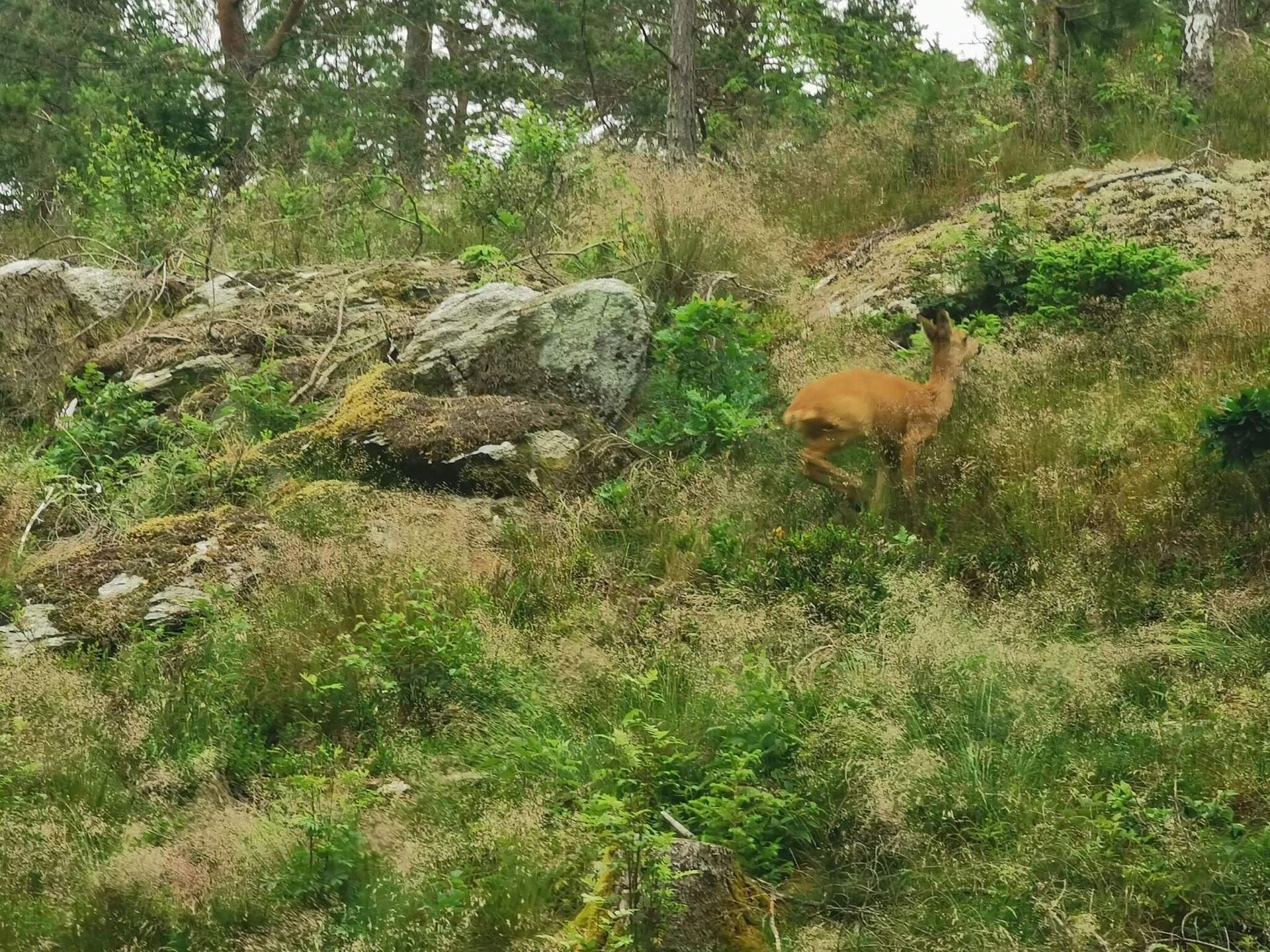 Knusse stuga aan het Lillesjö meer met eigen terras en visstek op 20 meter - foto 5