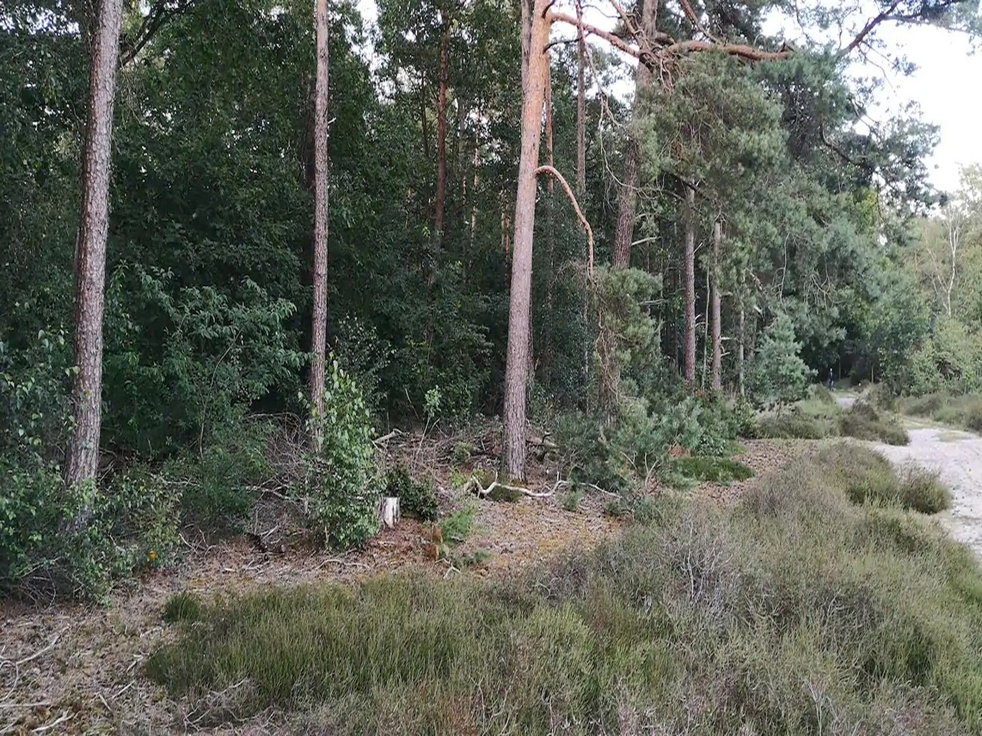 Knus chalet midden in het bos van Stegeren | 6 pers., huisdieren welkom - foto 39