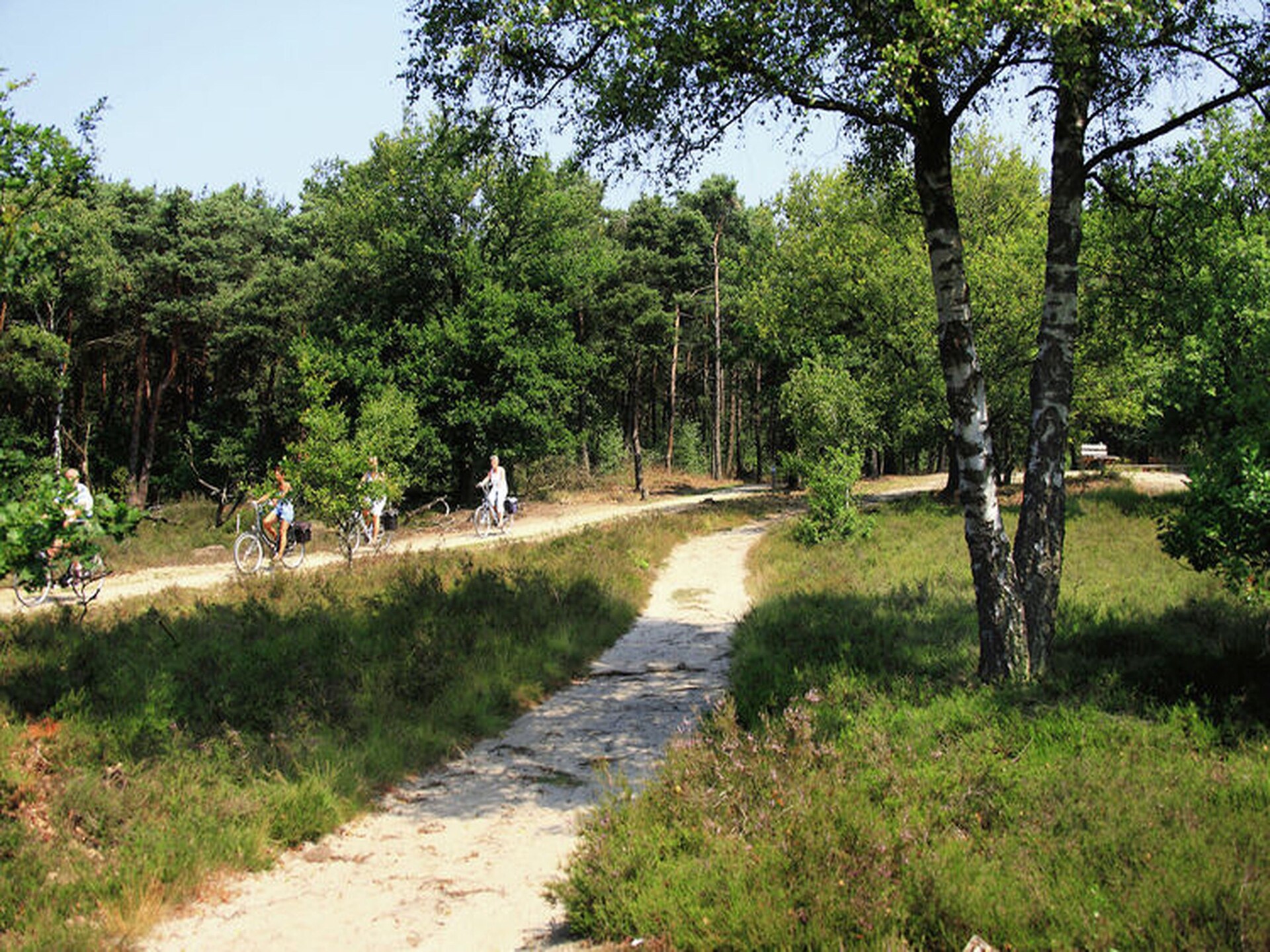 Knus chalet midden in het bos van Stegeren | 6 pers., huisdieren welkom - foto 33