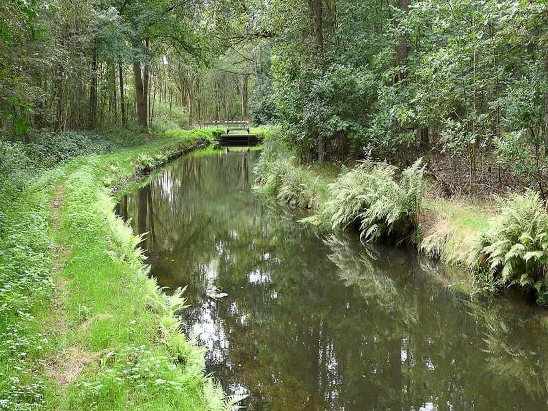 Knus chalet midden in het bos van Stegeren | 6 pers., huisdieren welkom - foto 36
