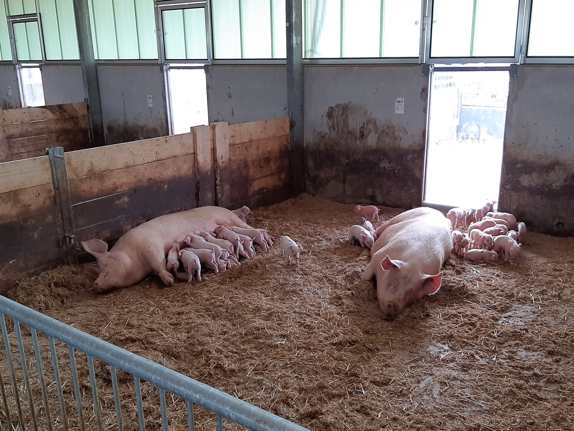 Landelijke boerderij met bosrijke tuin in de Achterhoek - foto 38