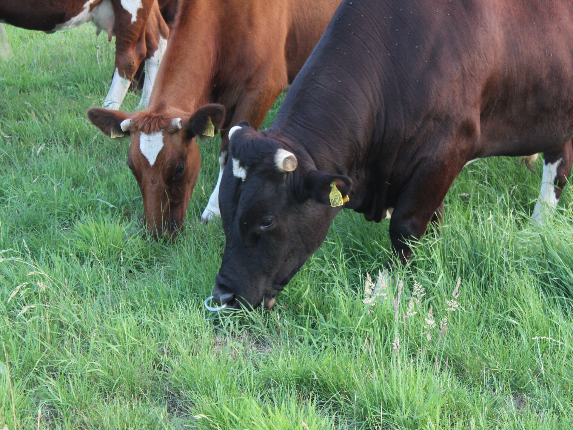 Landelijke boerderij met bosrijke tuin in de Achterhoek - foto 34