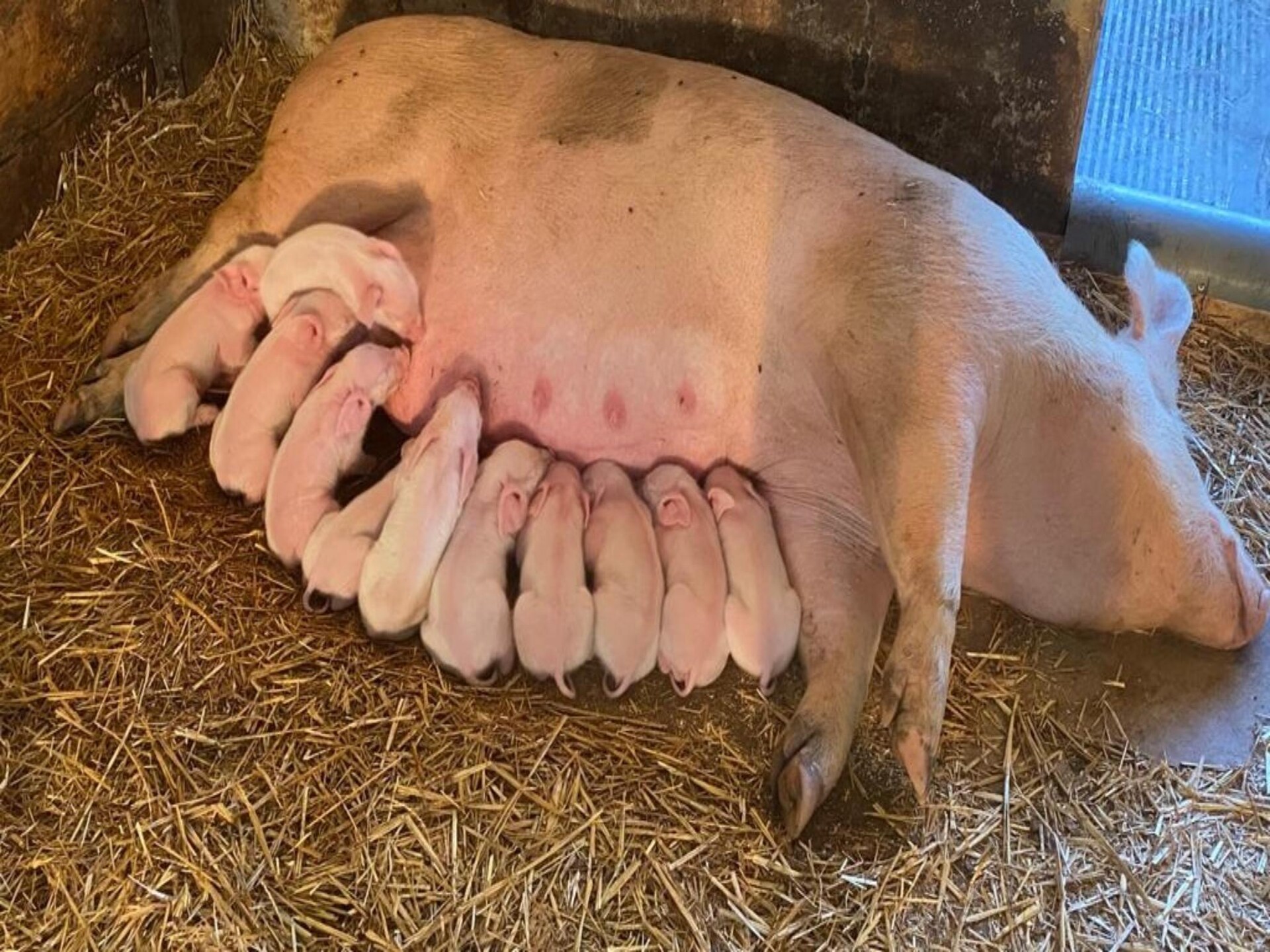 Landelijke boerderij met bosrijke tuin in de Achterhoek - foto 35