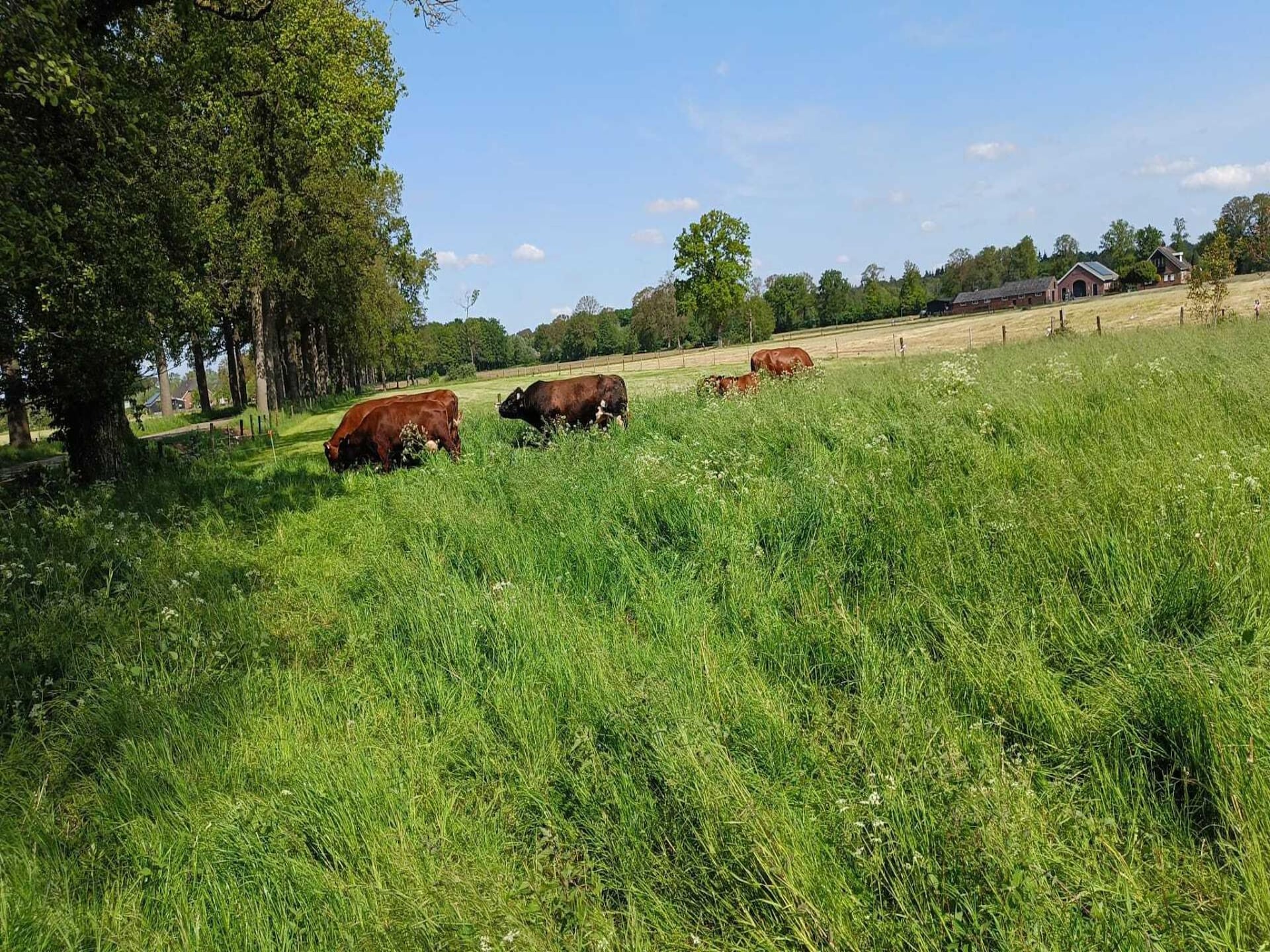 Landelijke boerderij met bosrijke tuin in de Achterhoek - foto 36