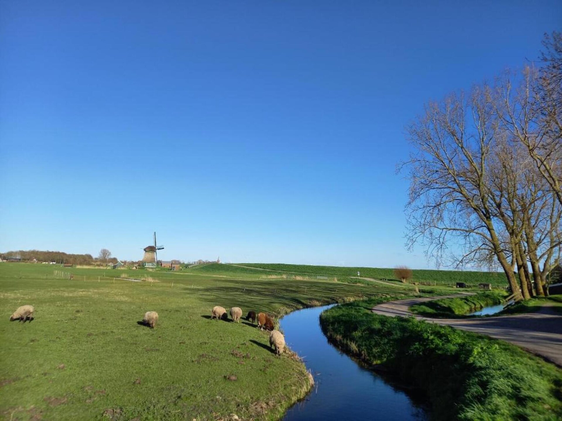 Luxe vrijstaande lodge aan het Markermeer met huisdieren welkom - foto 34