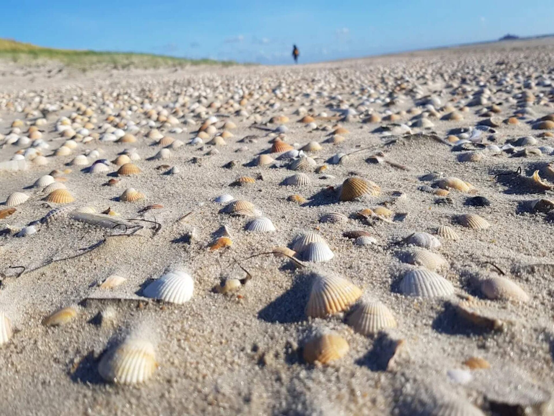 Licht appartement voor 6 op Rømø met zwembad, vlakbij strand en golfbaan - foto 8