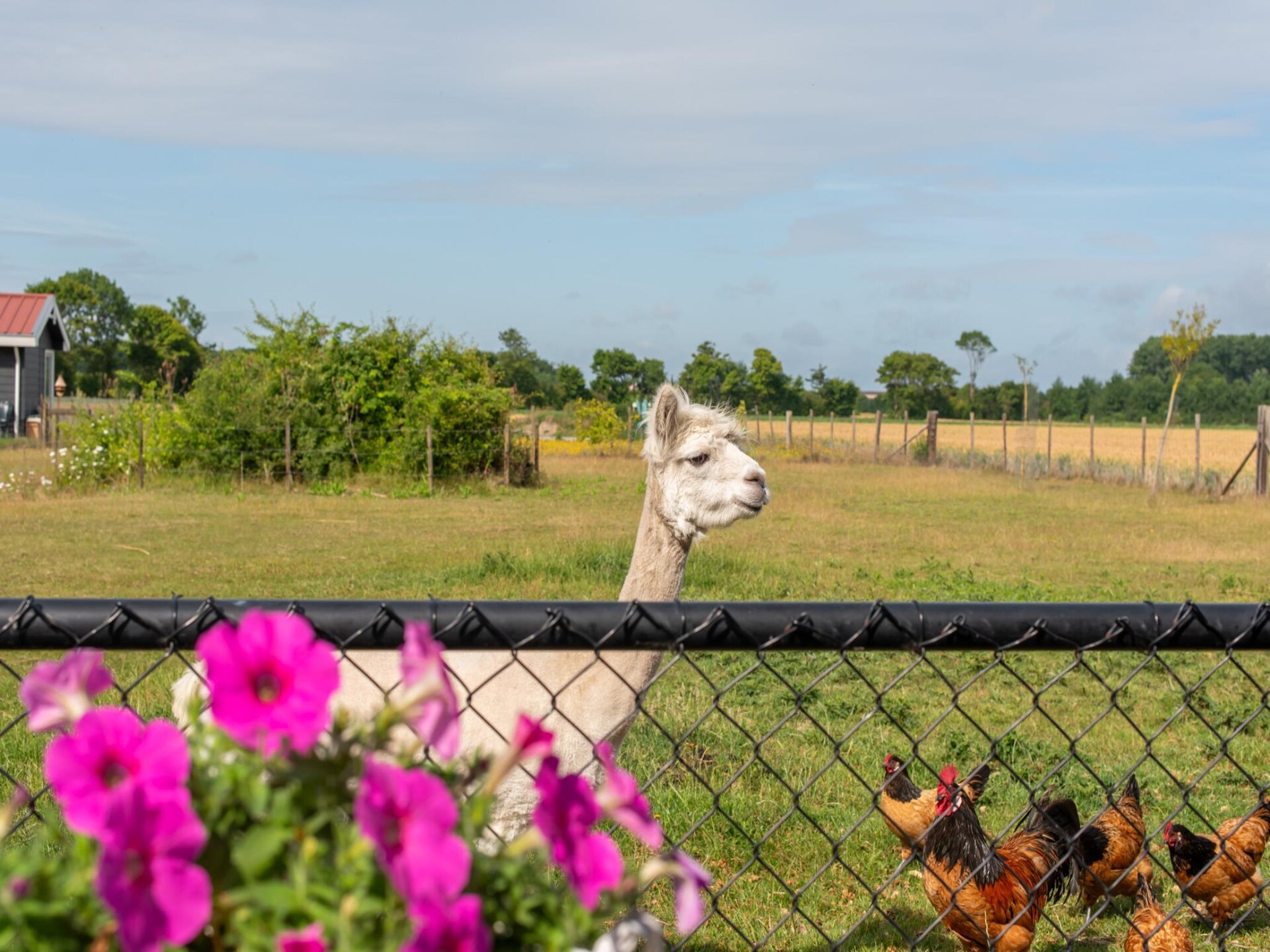 Vrijstaand vakantiehuis 'Jikkemien' in polder bij Koudekerke, honden toegestaan - foto 22